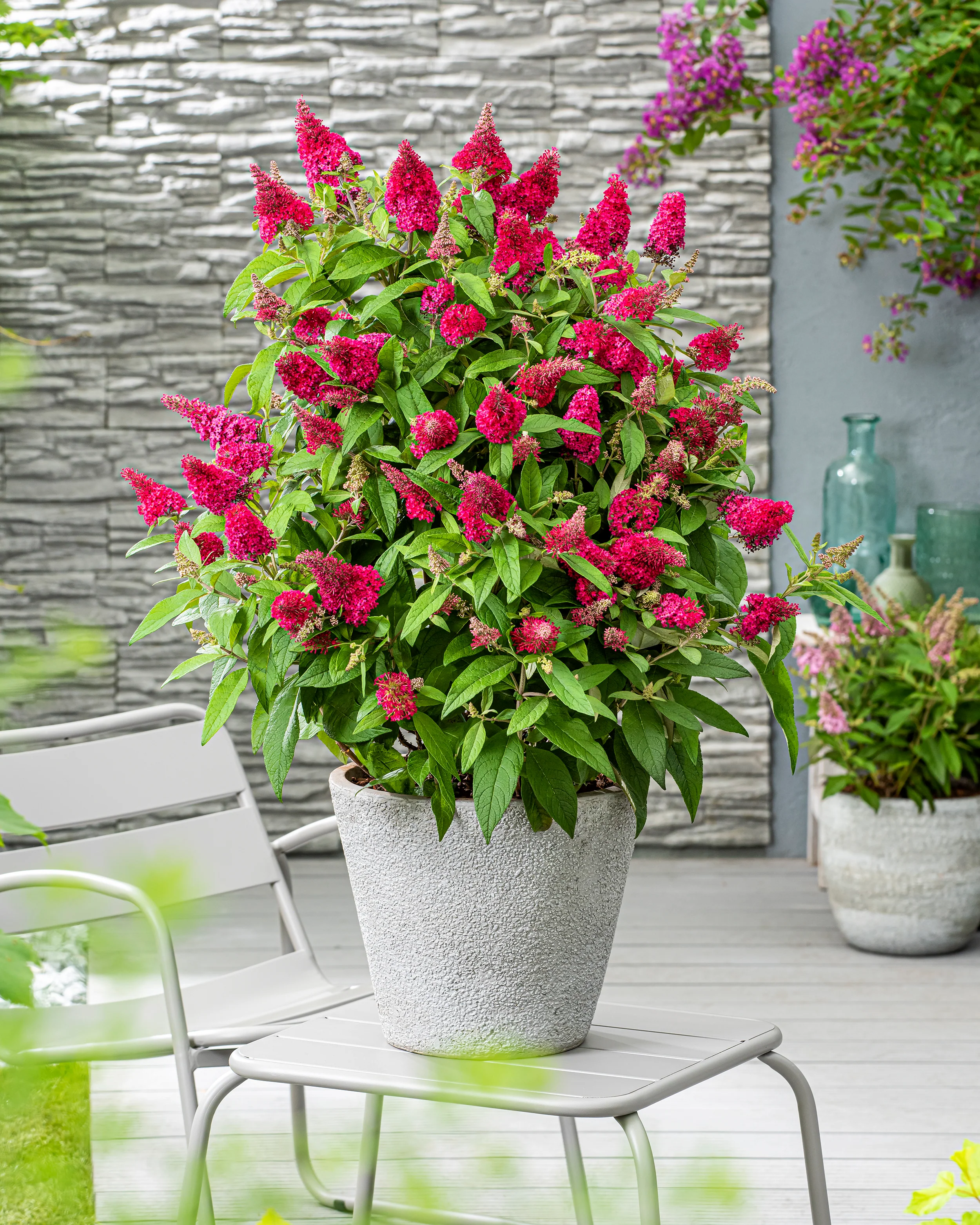 Buddleja 'Little Ruby' - Image 8