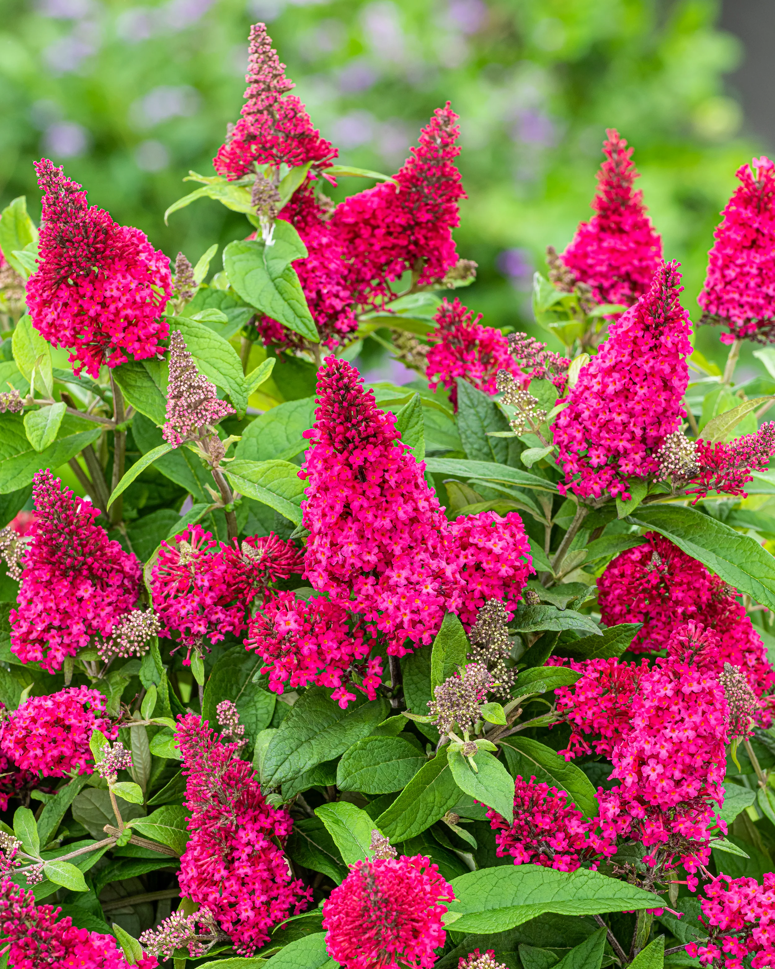Buddleja 'Little Ruby' - Image 9