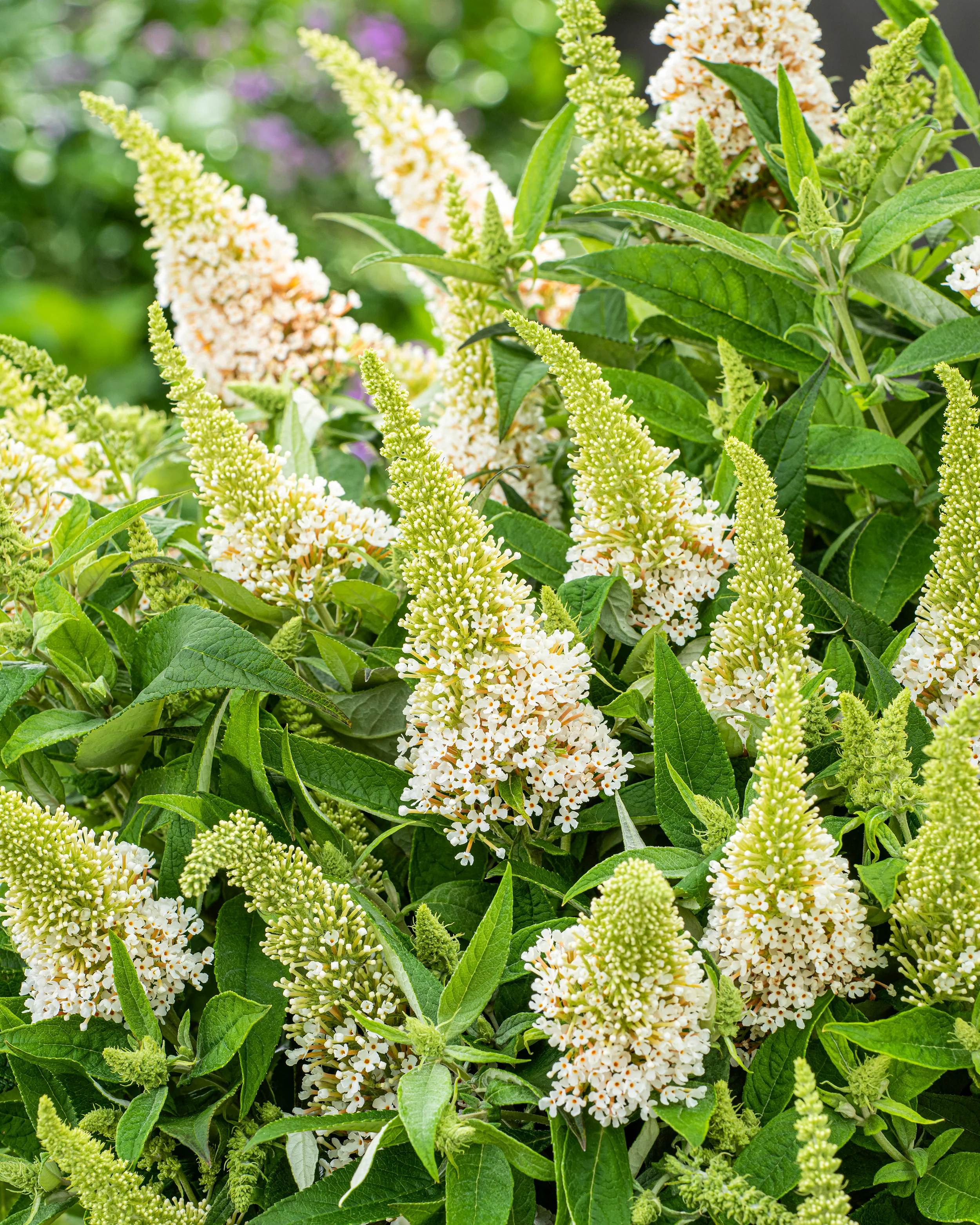 Buddleja 'Little White' - Image 10