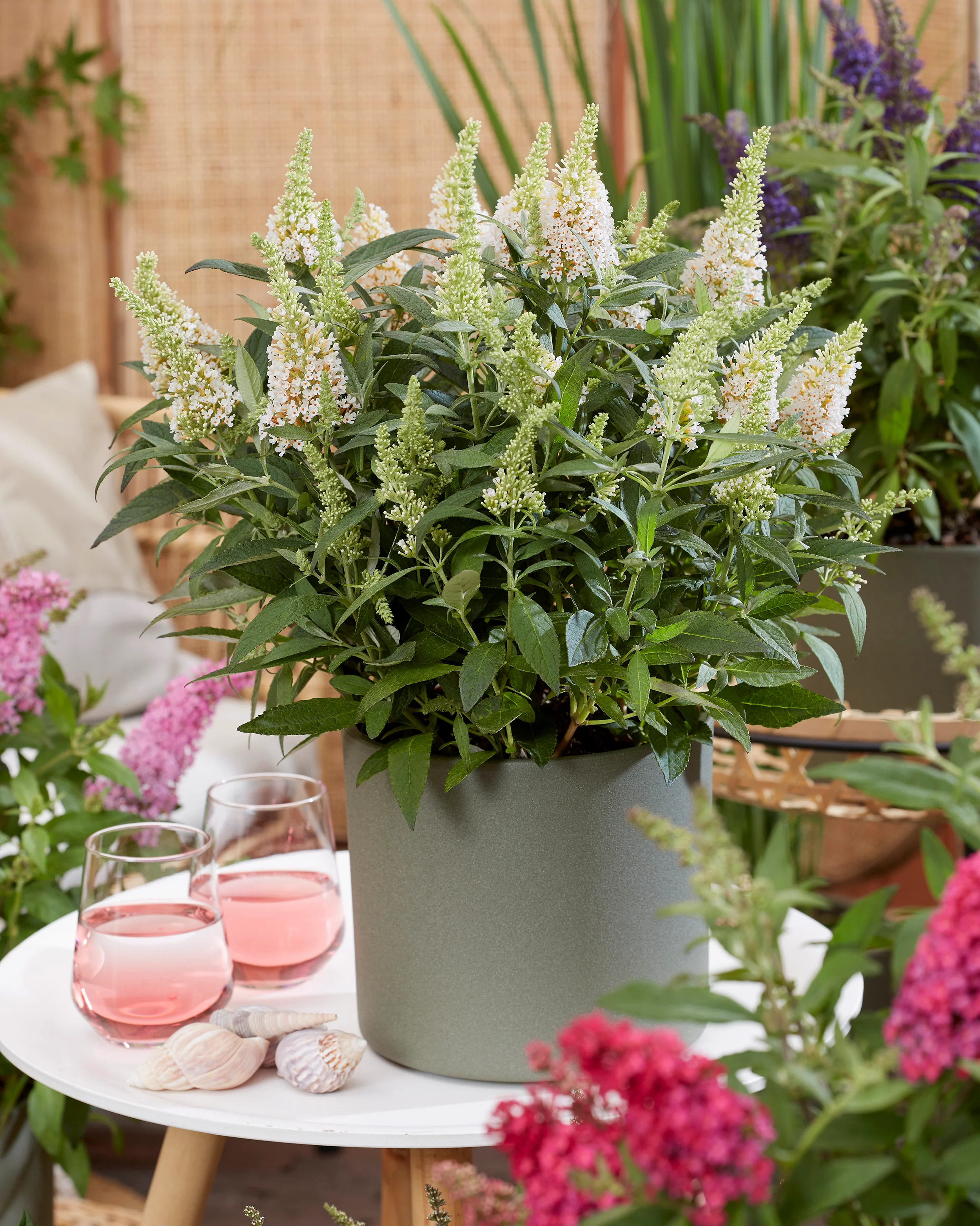Buddleja 'Little White' - Image 11