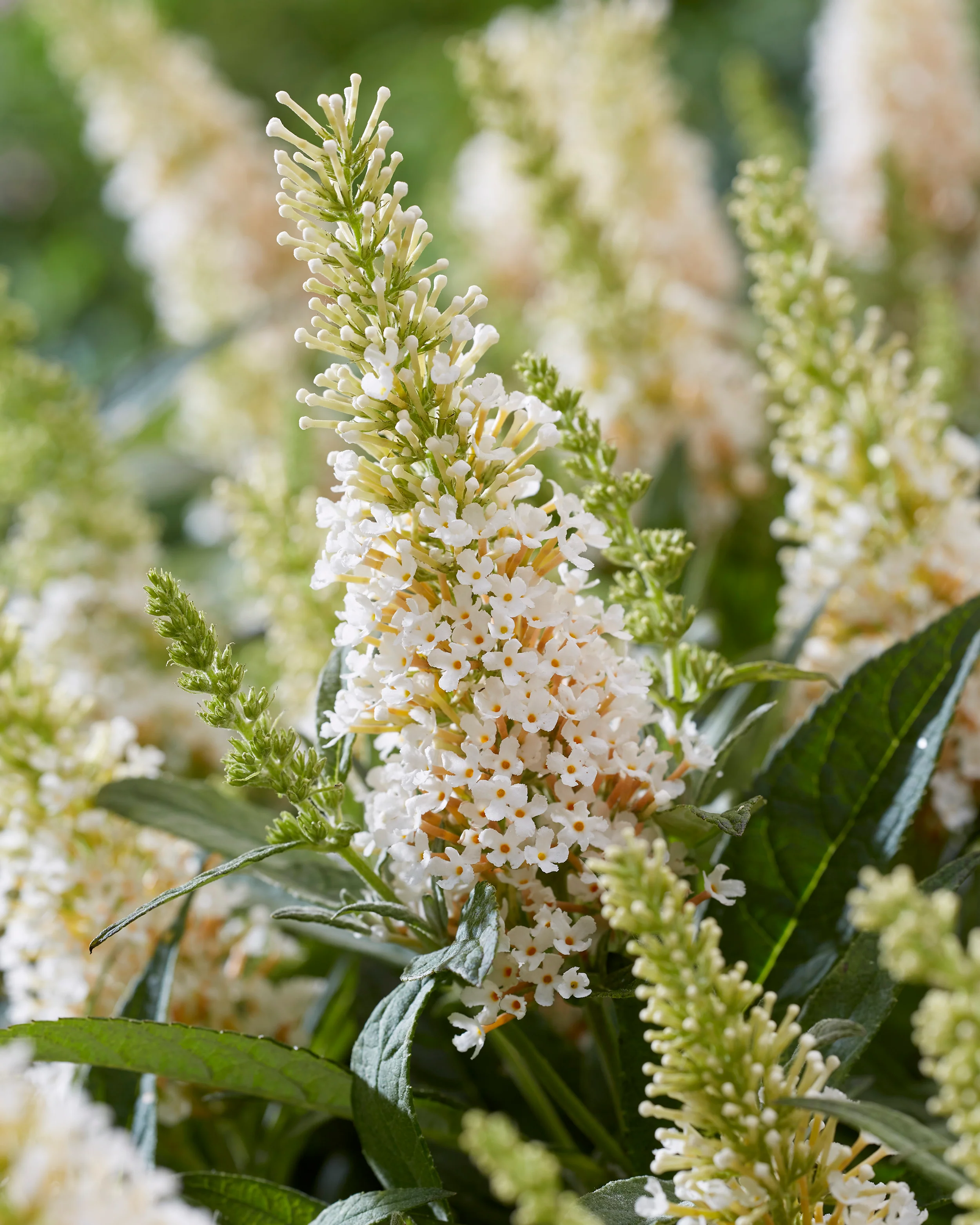 Buddleja 'Little White' - Image 2