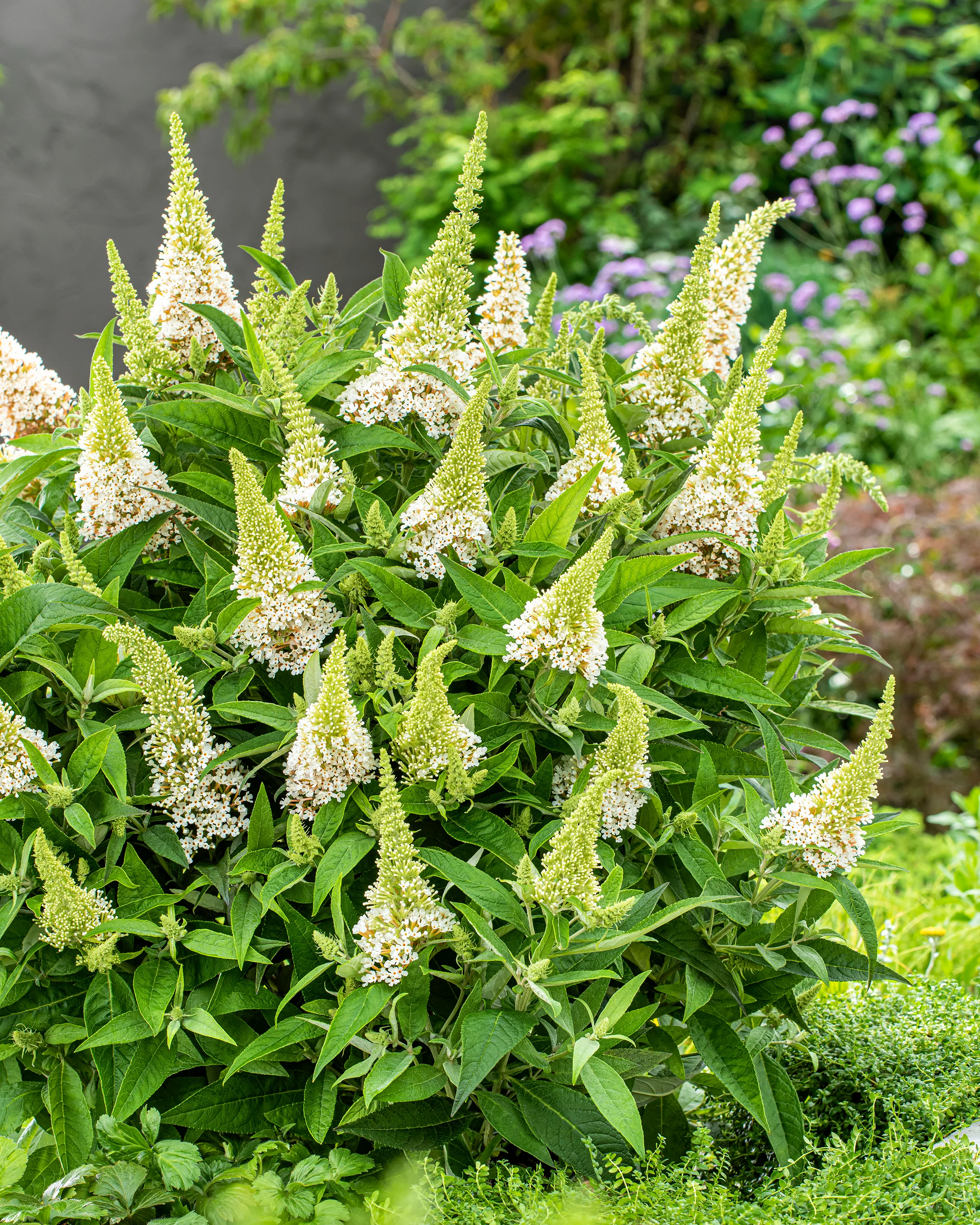 Buddleja 'Little White' - Image 5