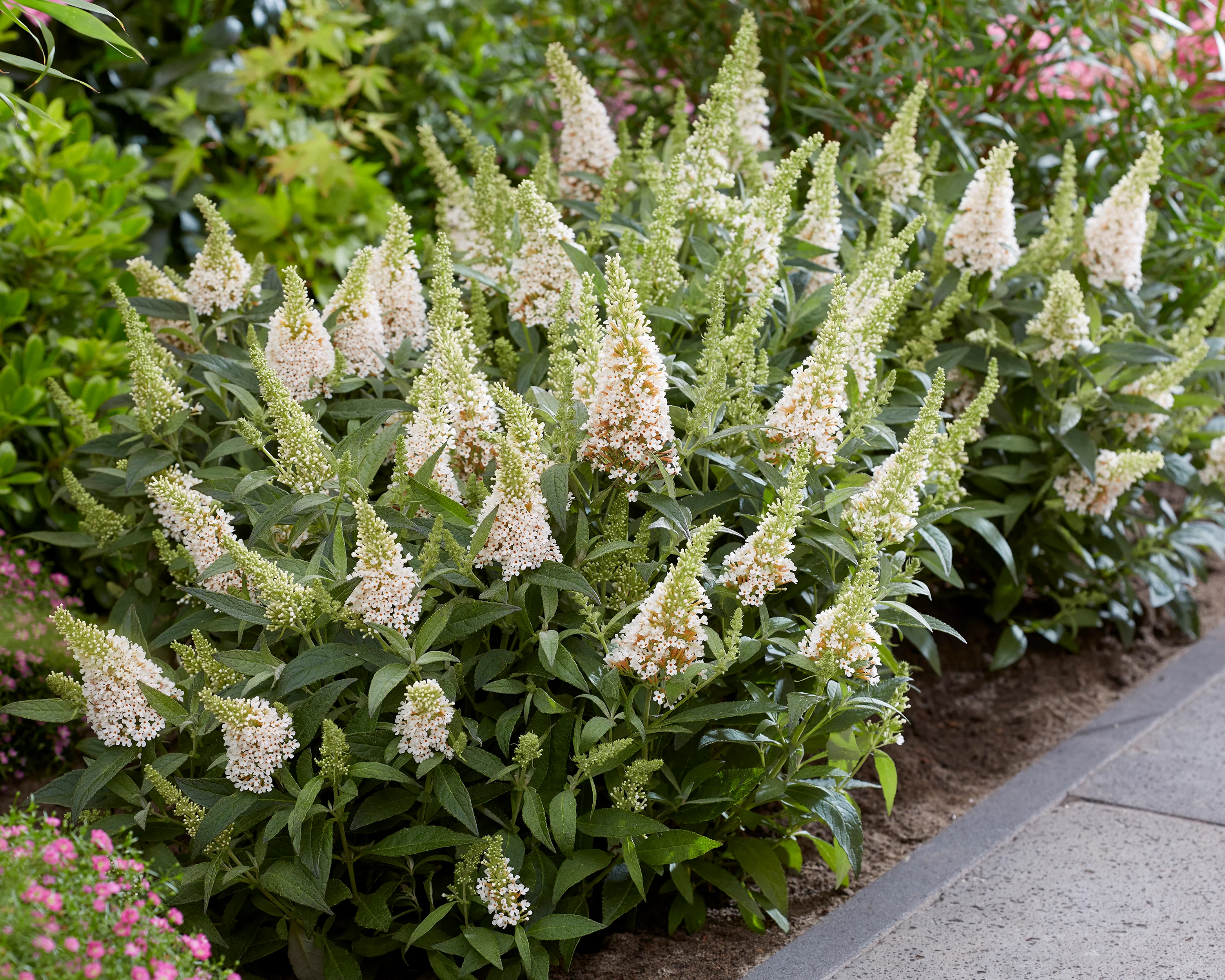 Buddleja 'Little White' - Image 6