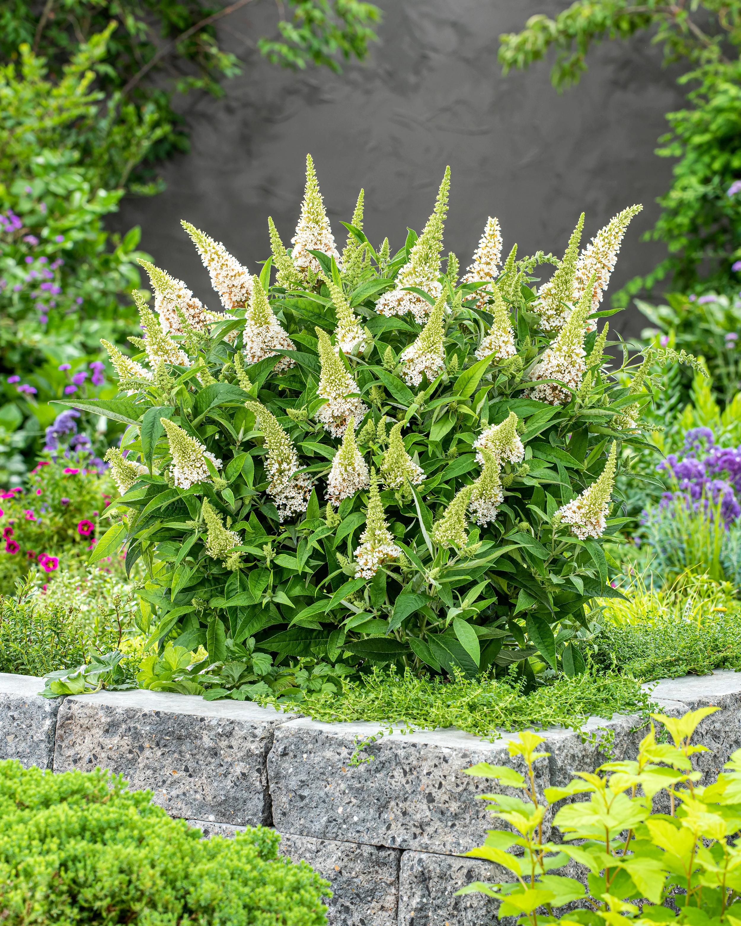 Buddleja 'Little White' - Image 8