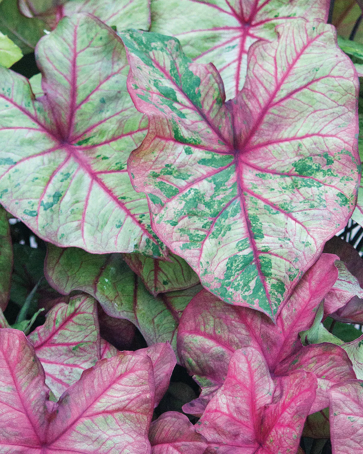 Caladium 'Autumn Beauty'