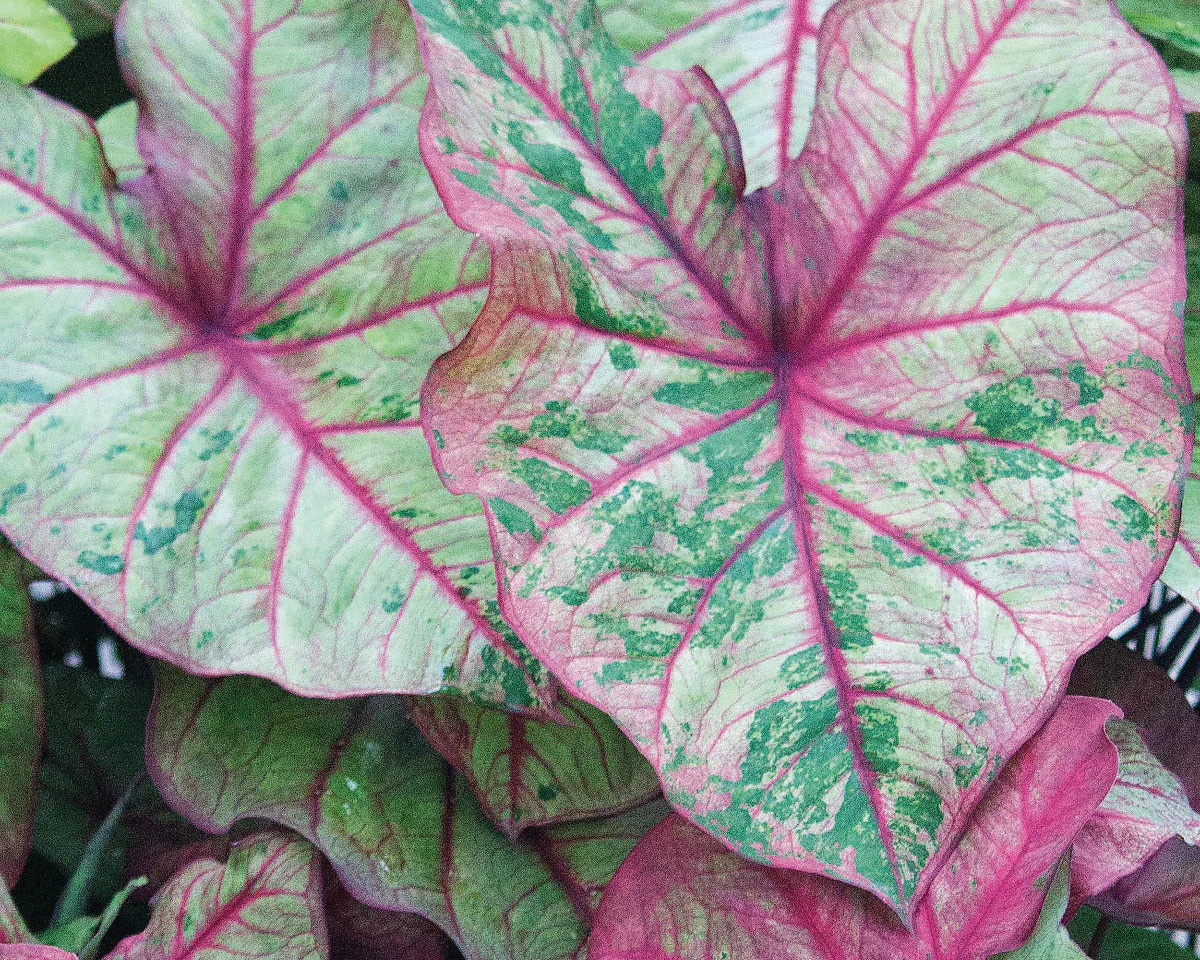 Caladium 'Autumn Beauty' - Image 2