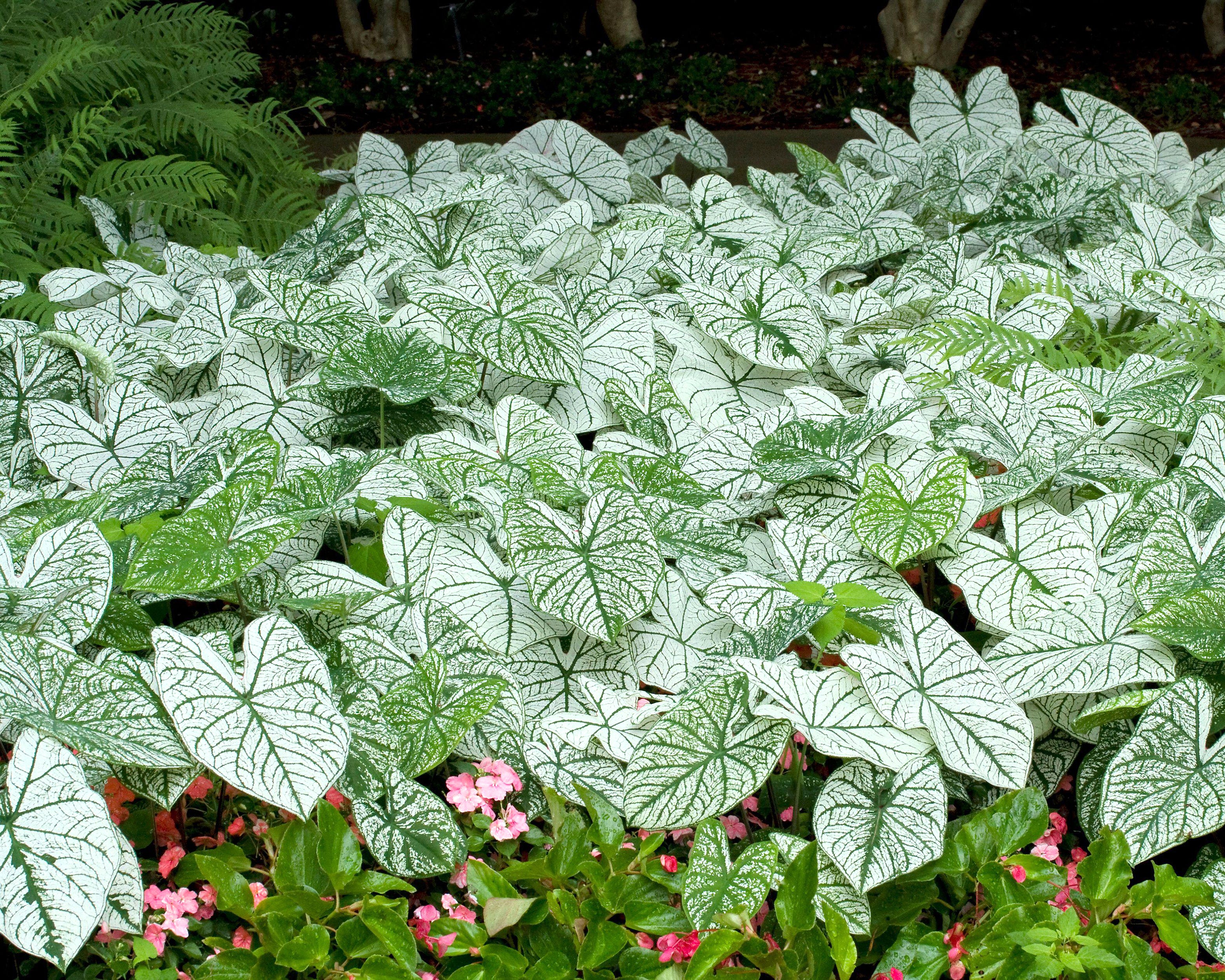 Caladium 'Candidum' - Image 4
