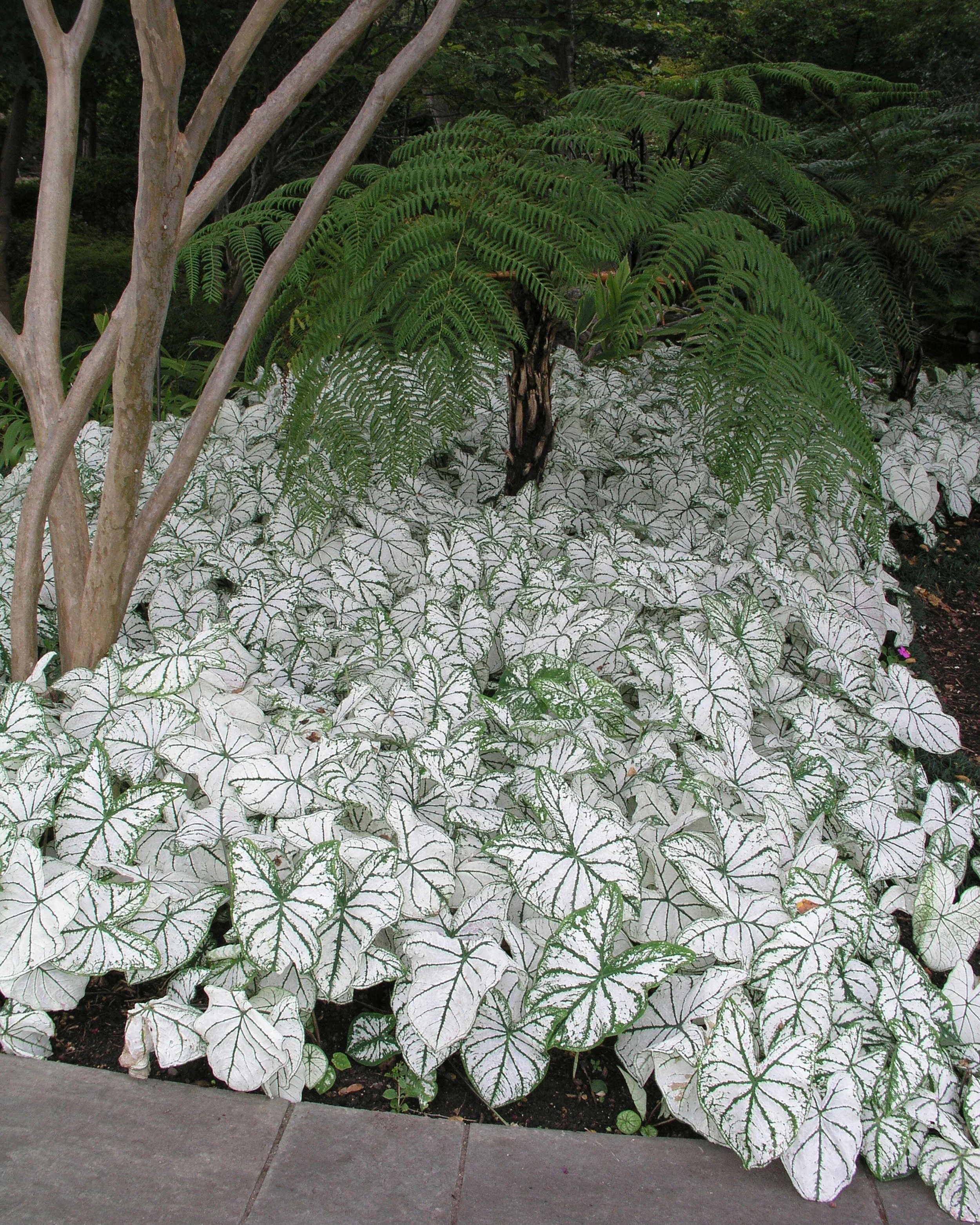 Caladium 'Candidum' - Image 7