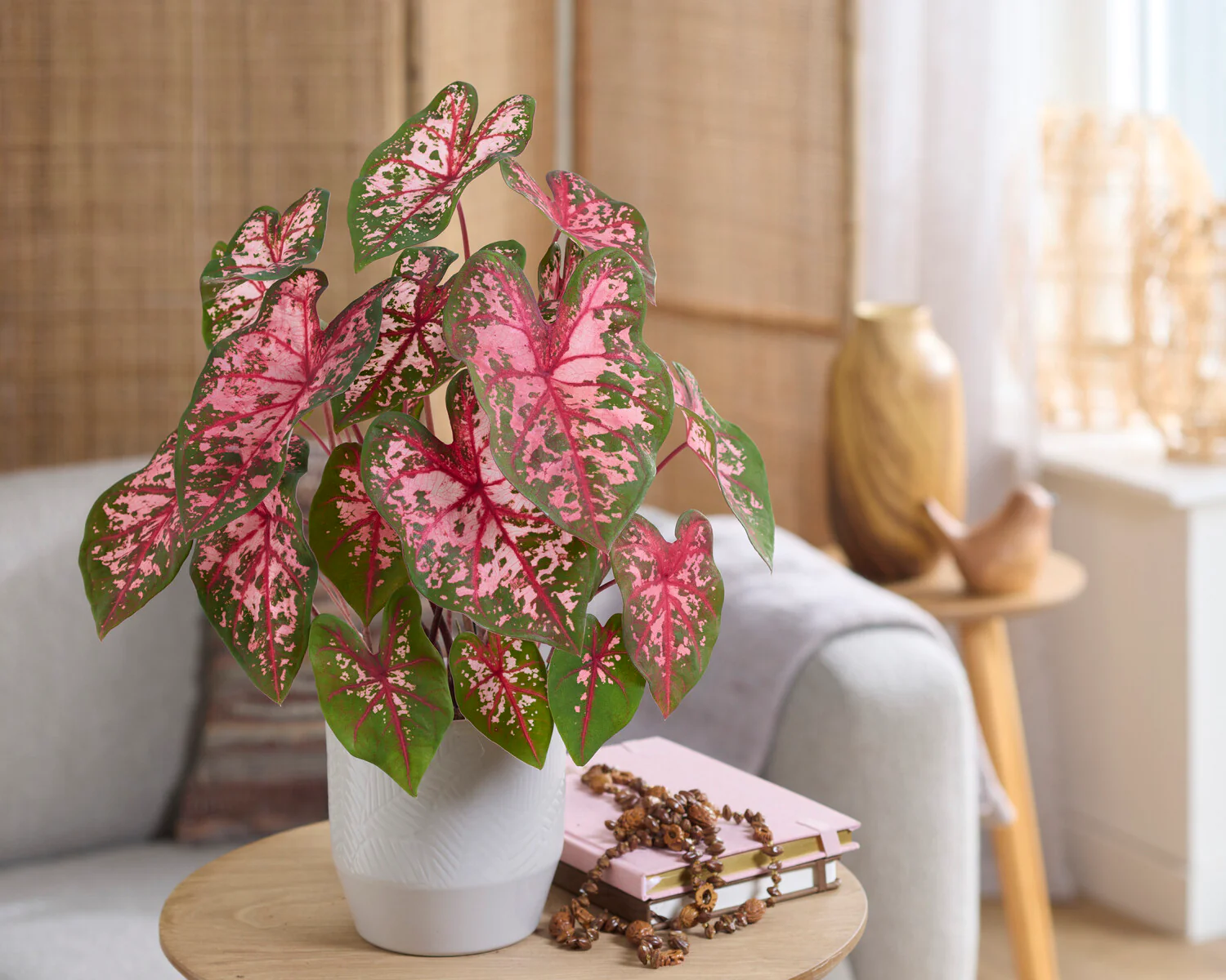 Caladium 'Carolyn Whorton' - Image 3