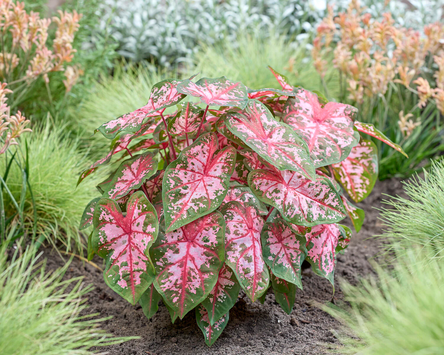 Caladium 'Carolyn Whorton' - Image 4
