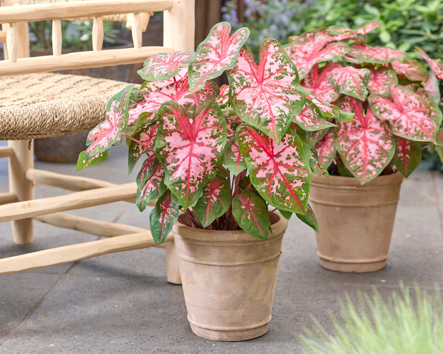 Caladium 'Carolyn Whorton' - Image 5