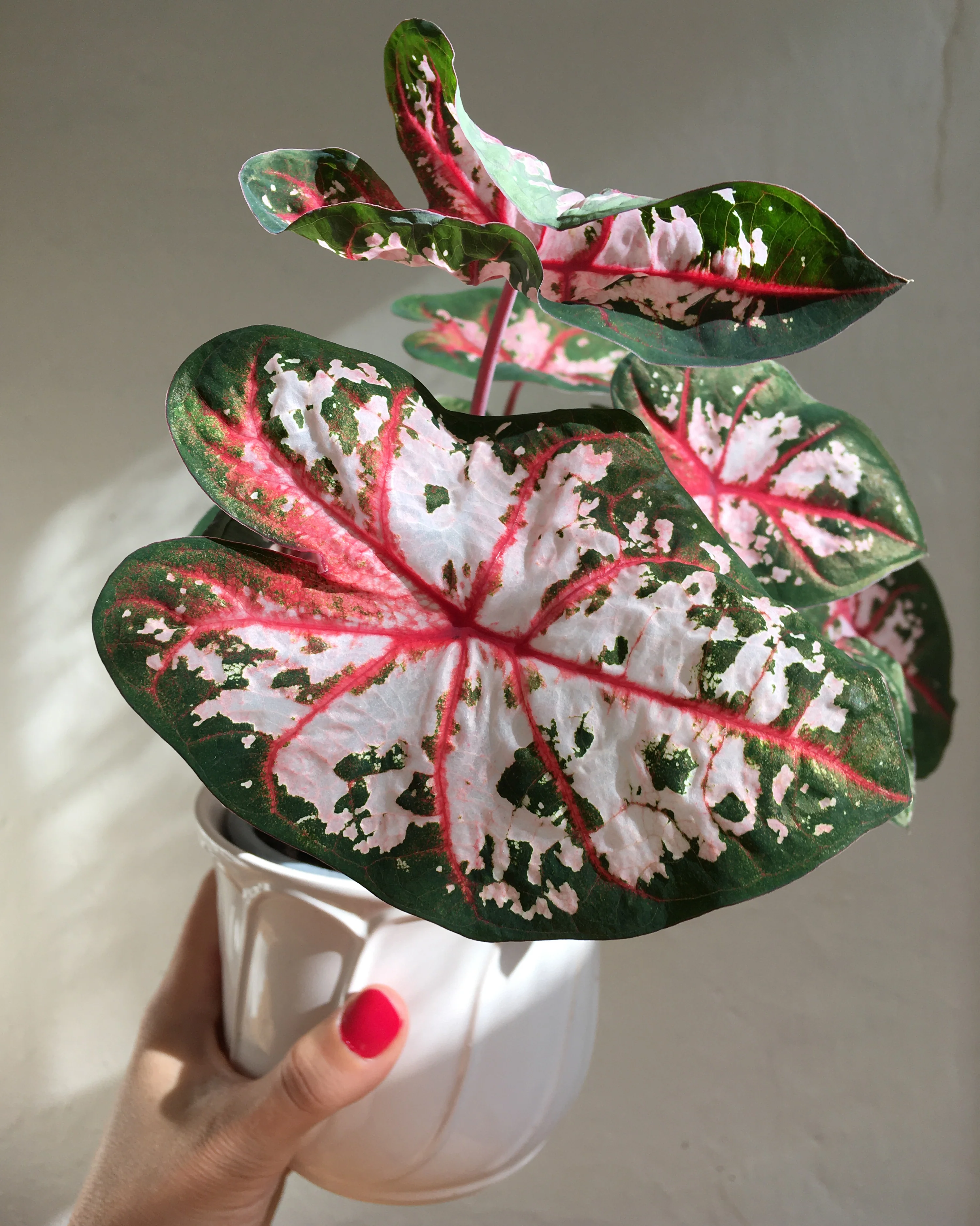 Caladium 'Carolyn Whorton' - Image 7