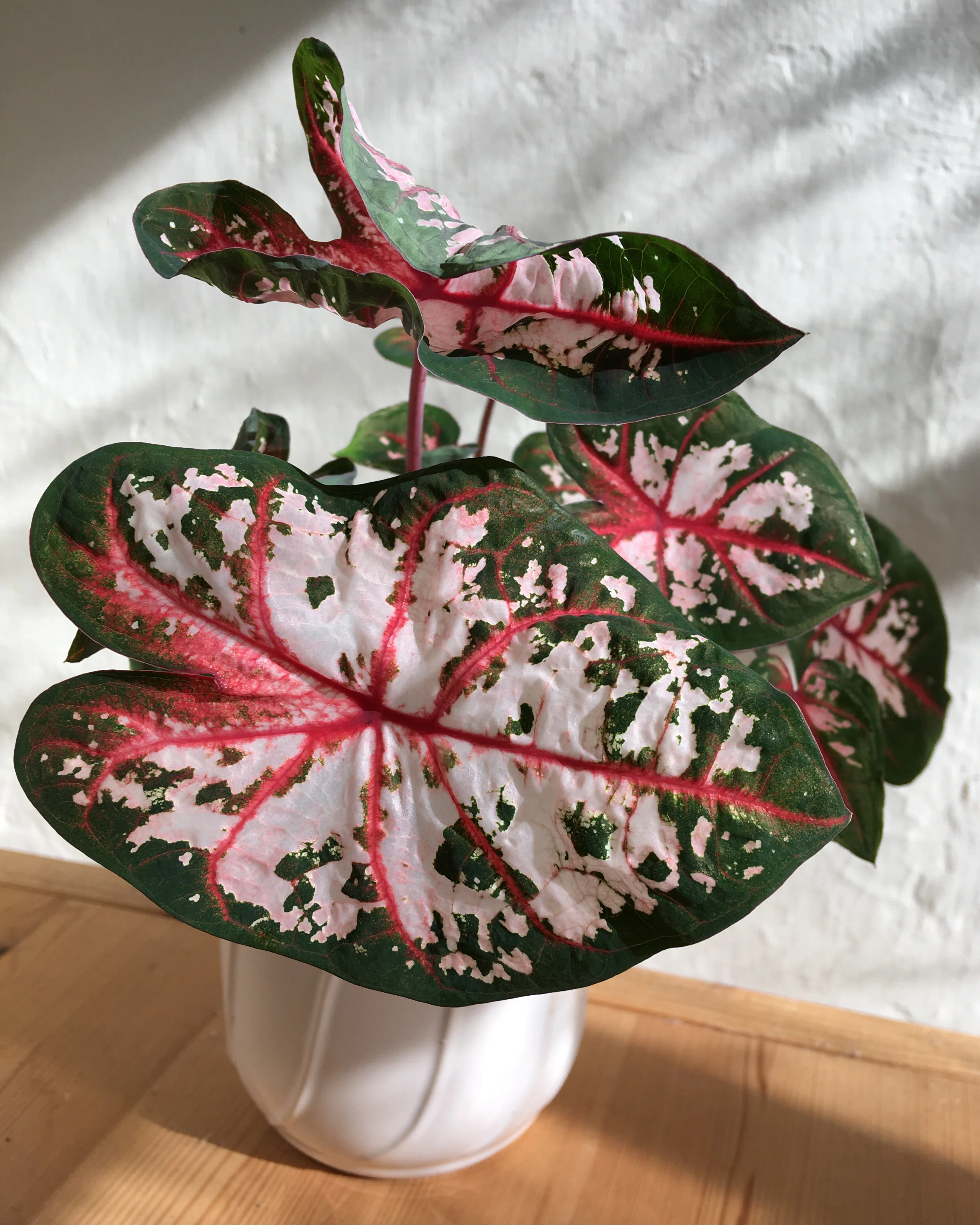 Caladium 'Carolyn Whorton' - Image 9