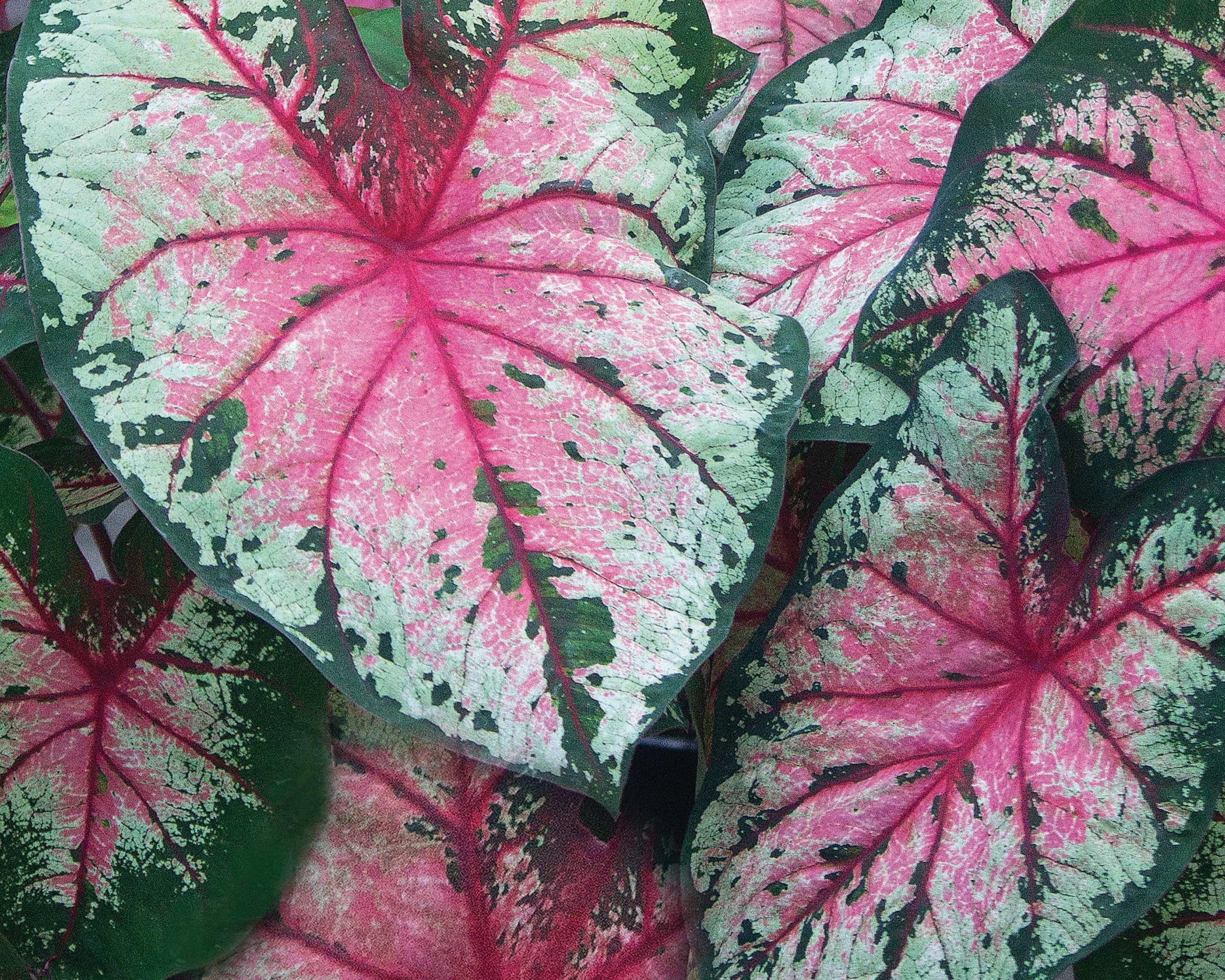 Caladium 'Cherry Blossom' - Image 2