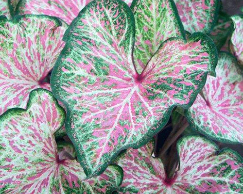 Caladium 'Dot's Delight' - Image 2