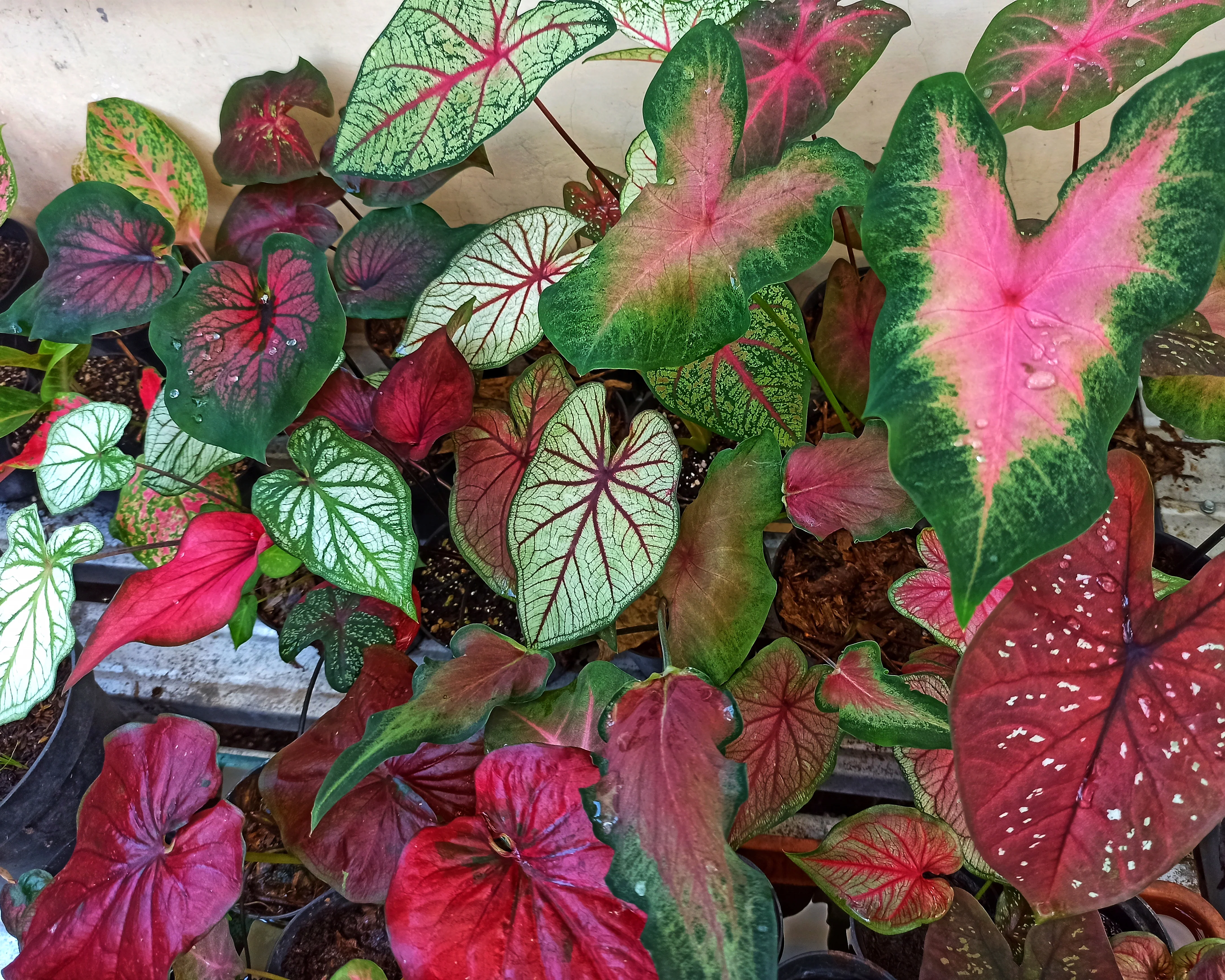 Caladium 'Fancy Mix' - Image 4
