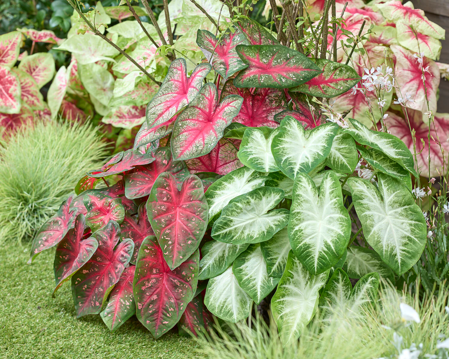 Caladium 'Fancy Mix' - Image 5