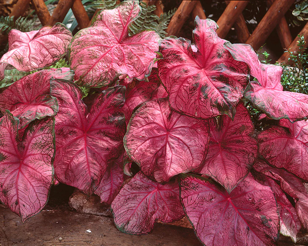 Caladium 'Fannie Munson' - Image 3