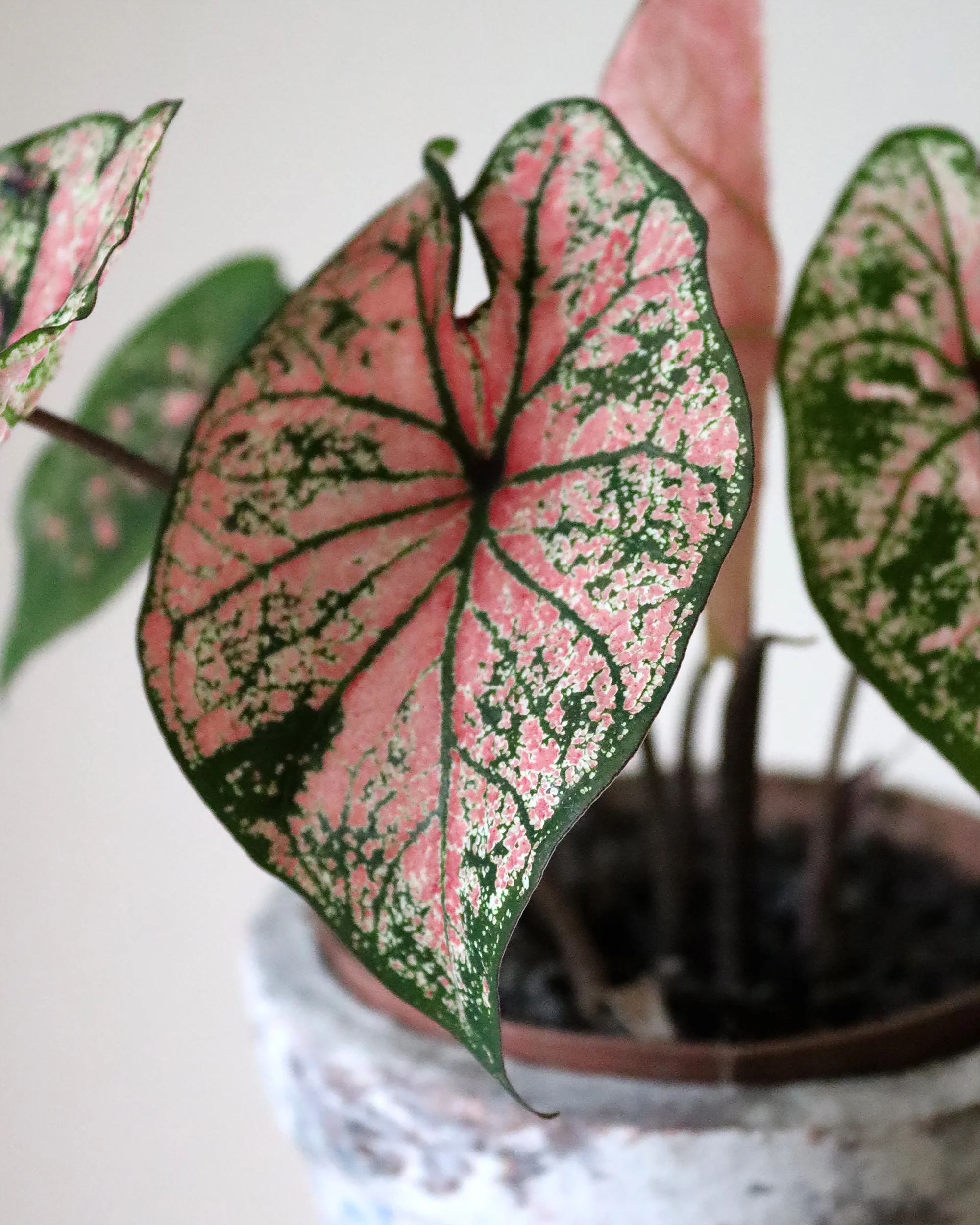 Caladium 'Festivia' - Image 2