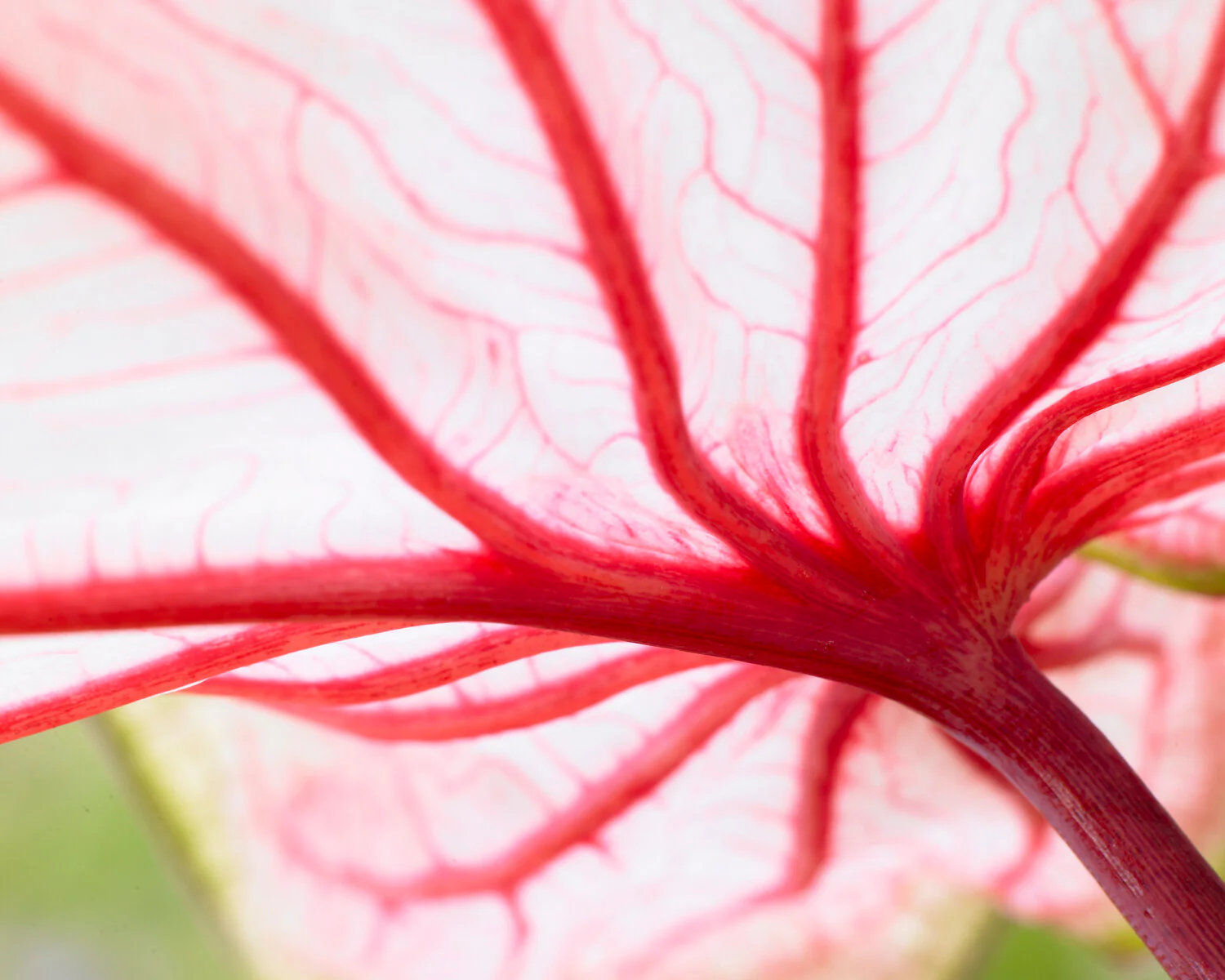 Caladium 'Florida Sweetheart' - Image 2