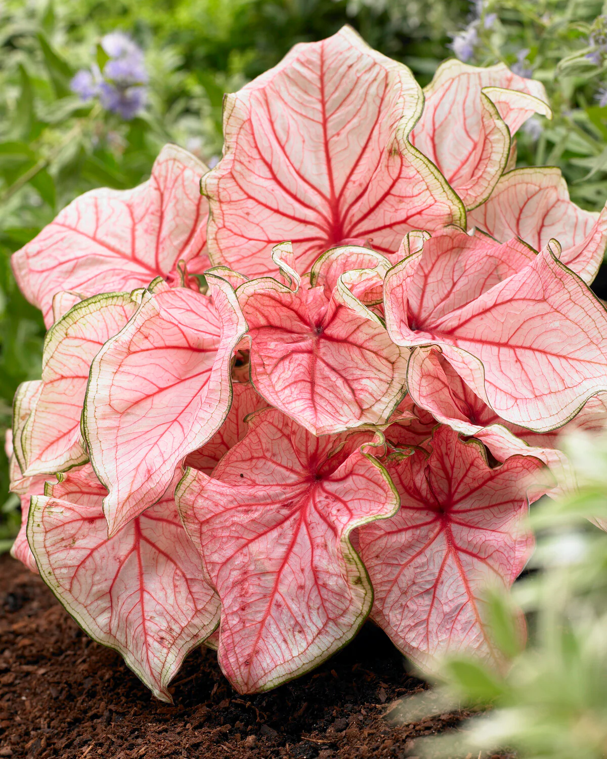 Caladium 'Florida Sweetheart' - Image 3