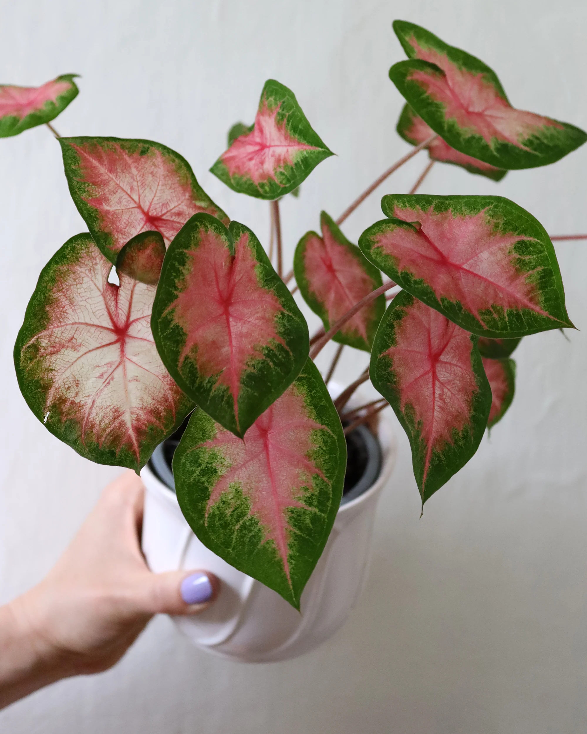 Caladium 'Freida Hemple' - Image 3