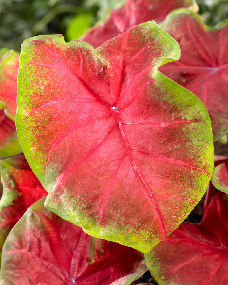 Caladium 'Freida Hemple' - Image 4
