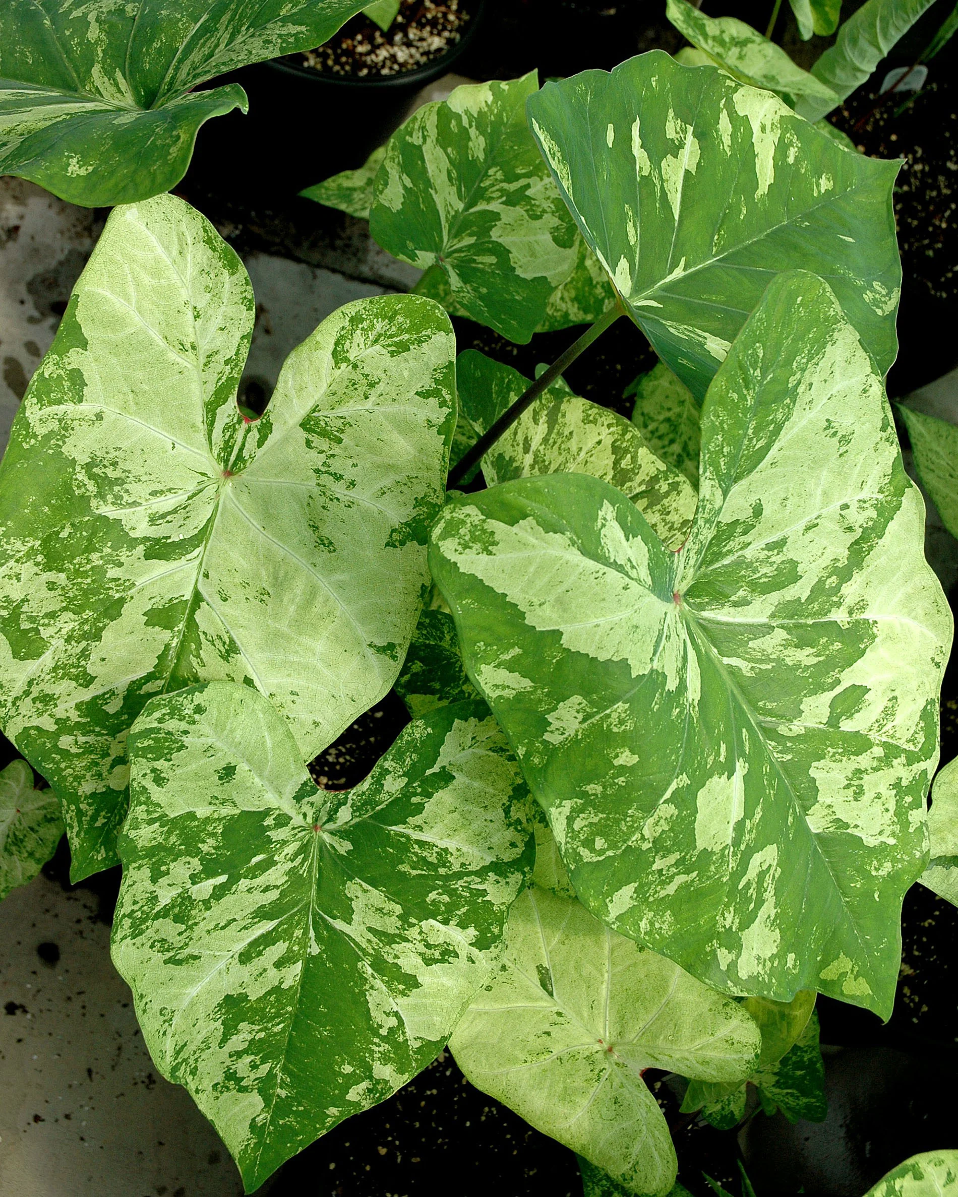 Caladium 'Frog in a Blender' - Image 3