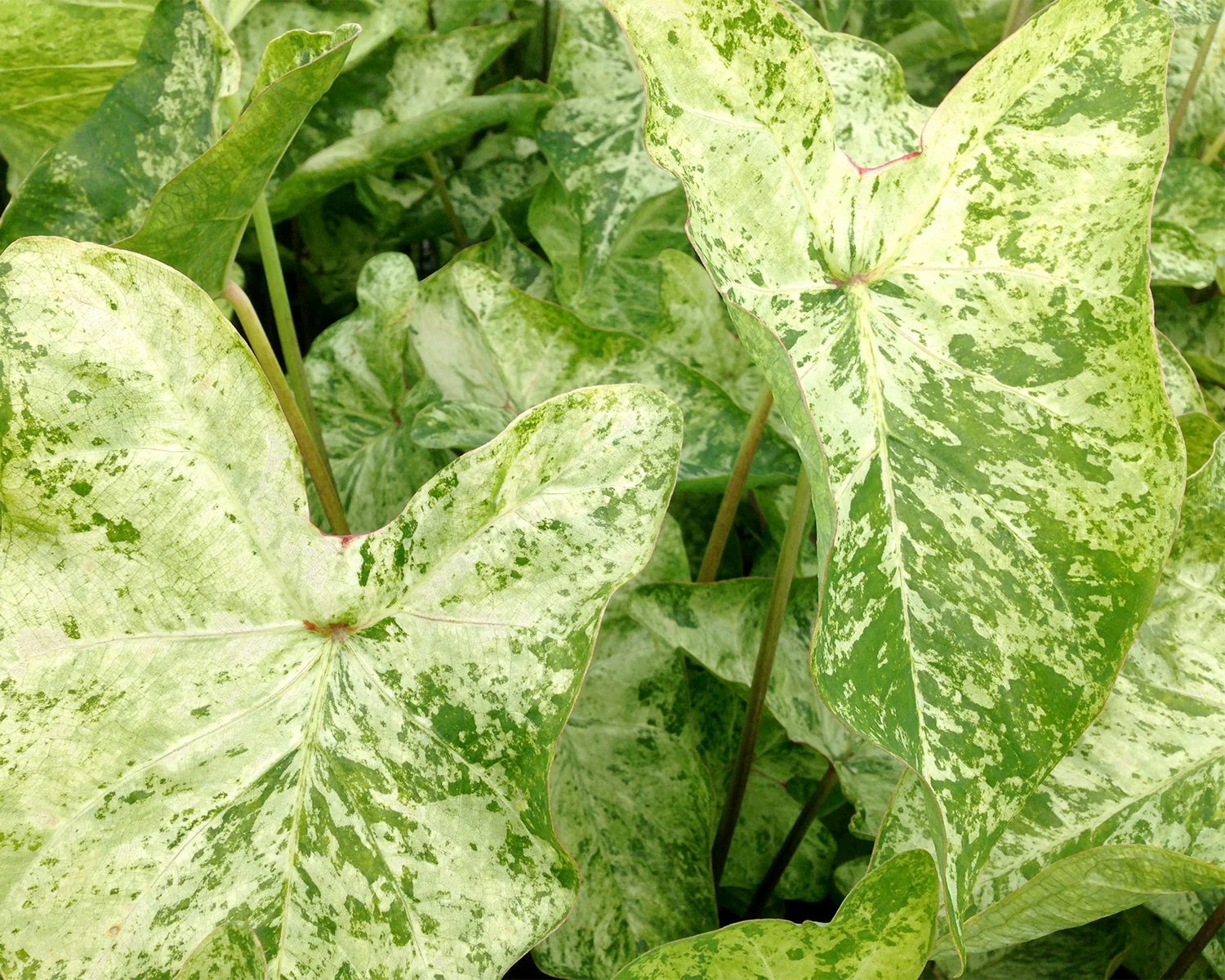 Caladium 'Frog in a Blender' - Image 4