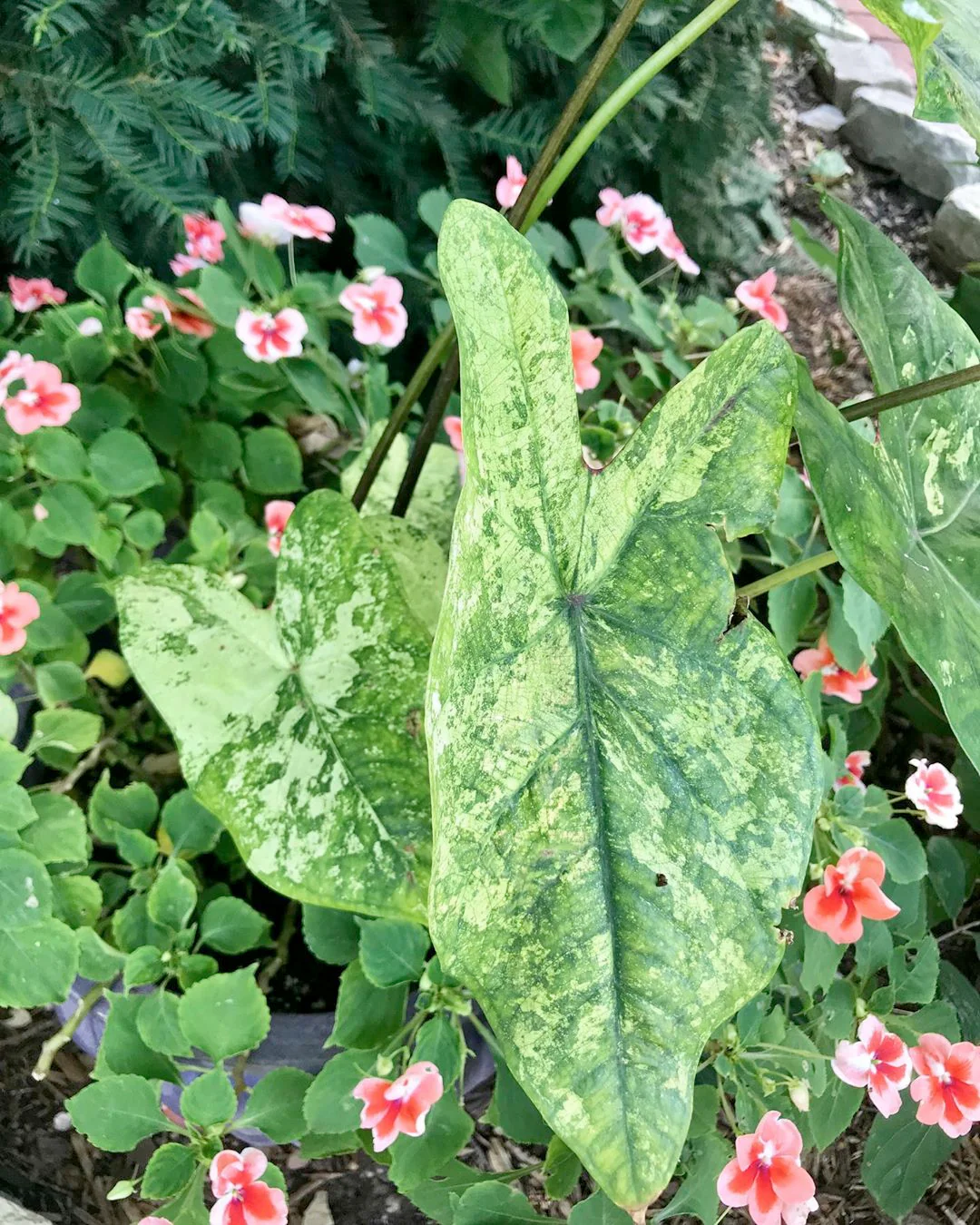 Caladium 'Frog in a Blender' - Image 5