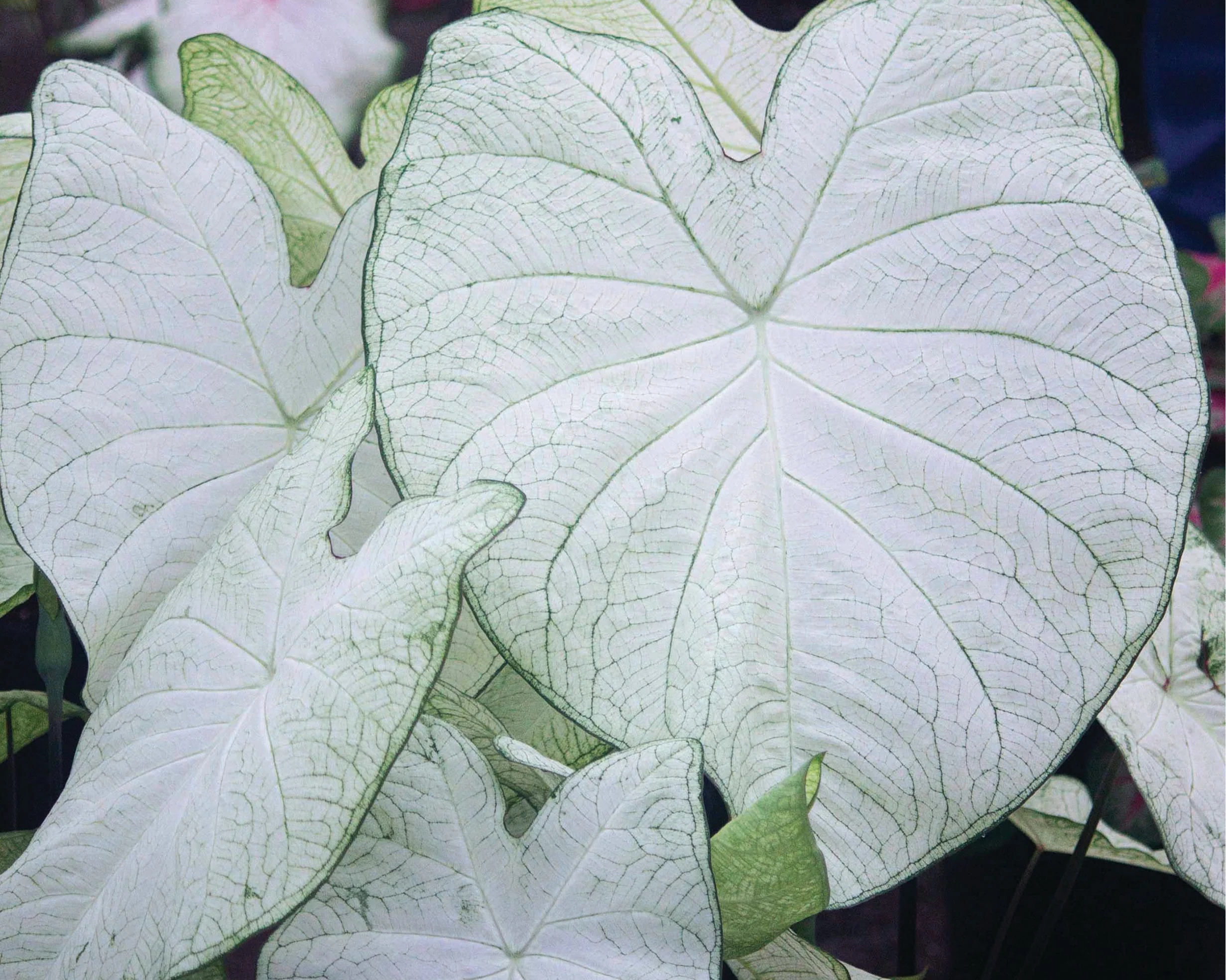 Caladium 'Garden White' - Image 2