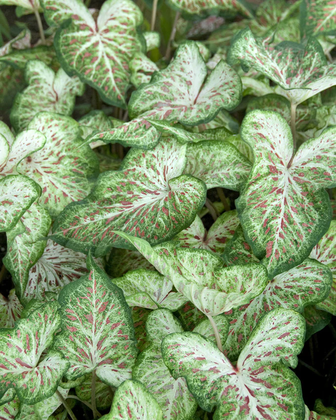 Caladium 'Gingerland' - Image 3