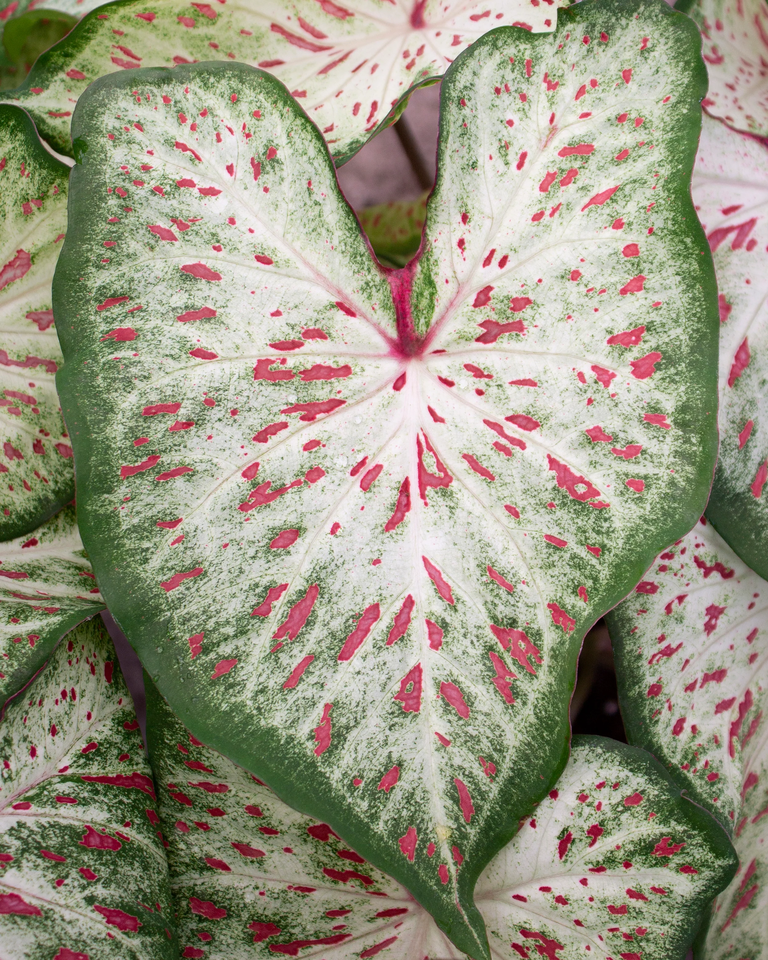 Caladium 'Gingerland' - Image 5