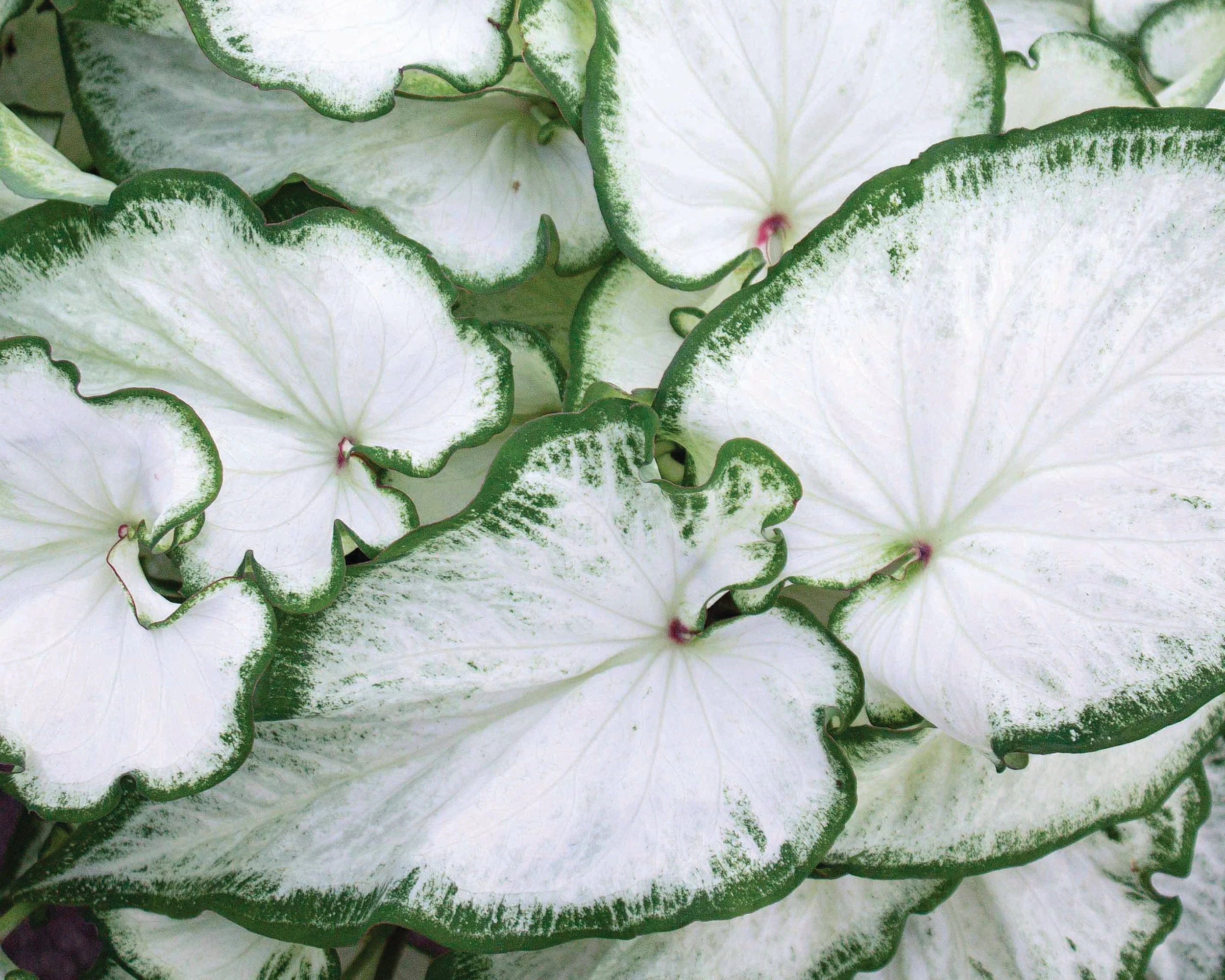 Caladium 'Icicle' - Image 2