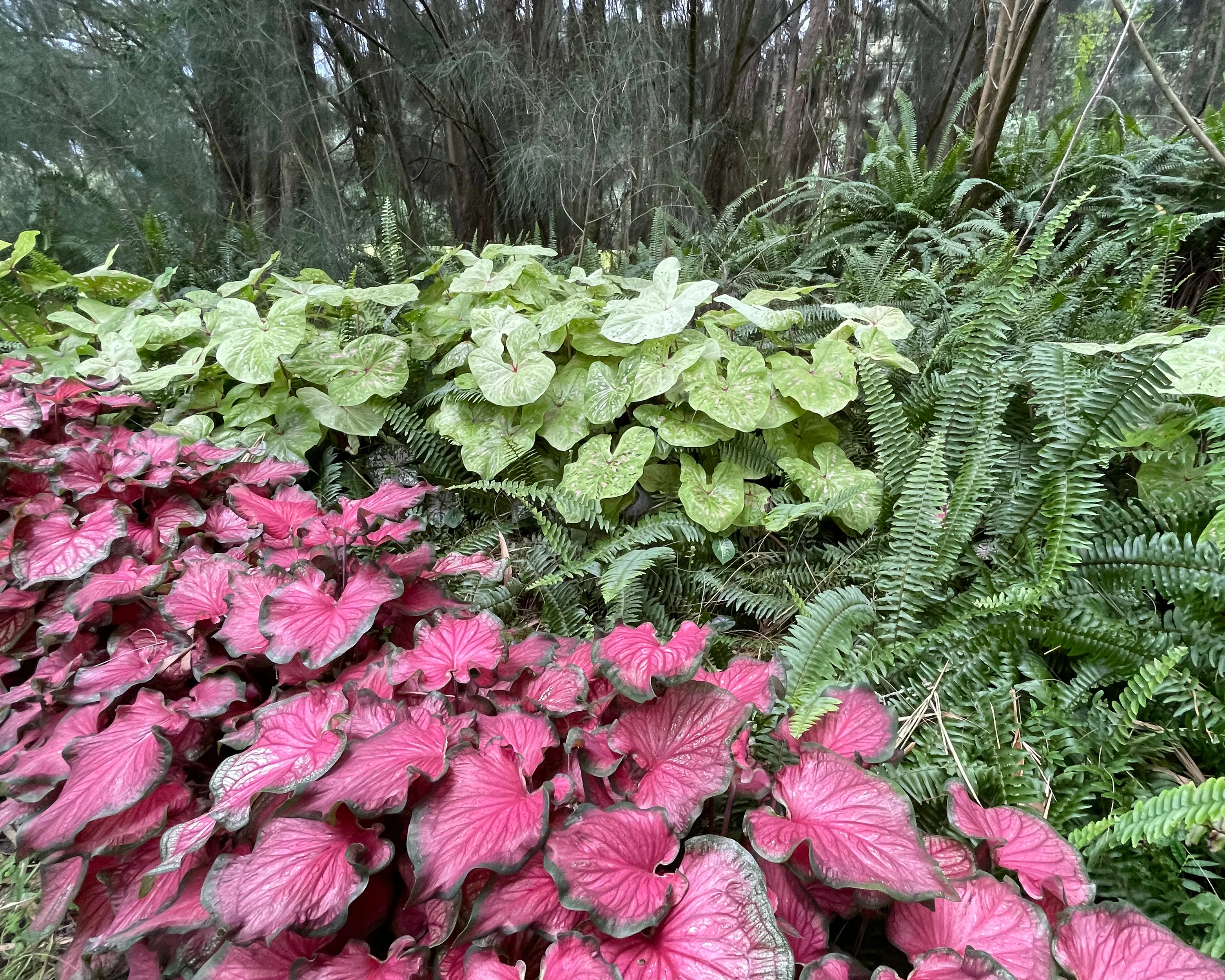 Caladium 'Limelite' - Image 2