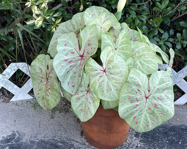 Caladium 'Limelite' - Image 3