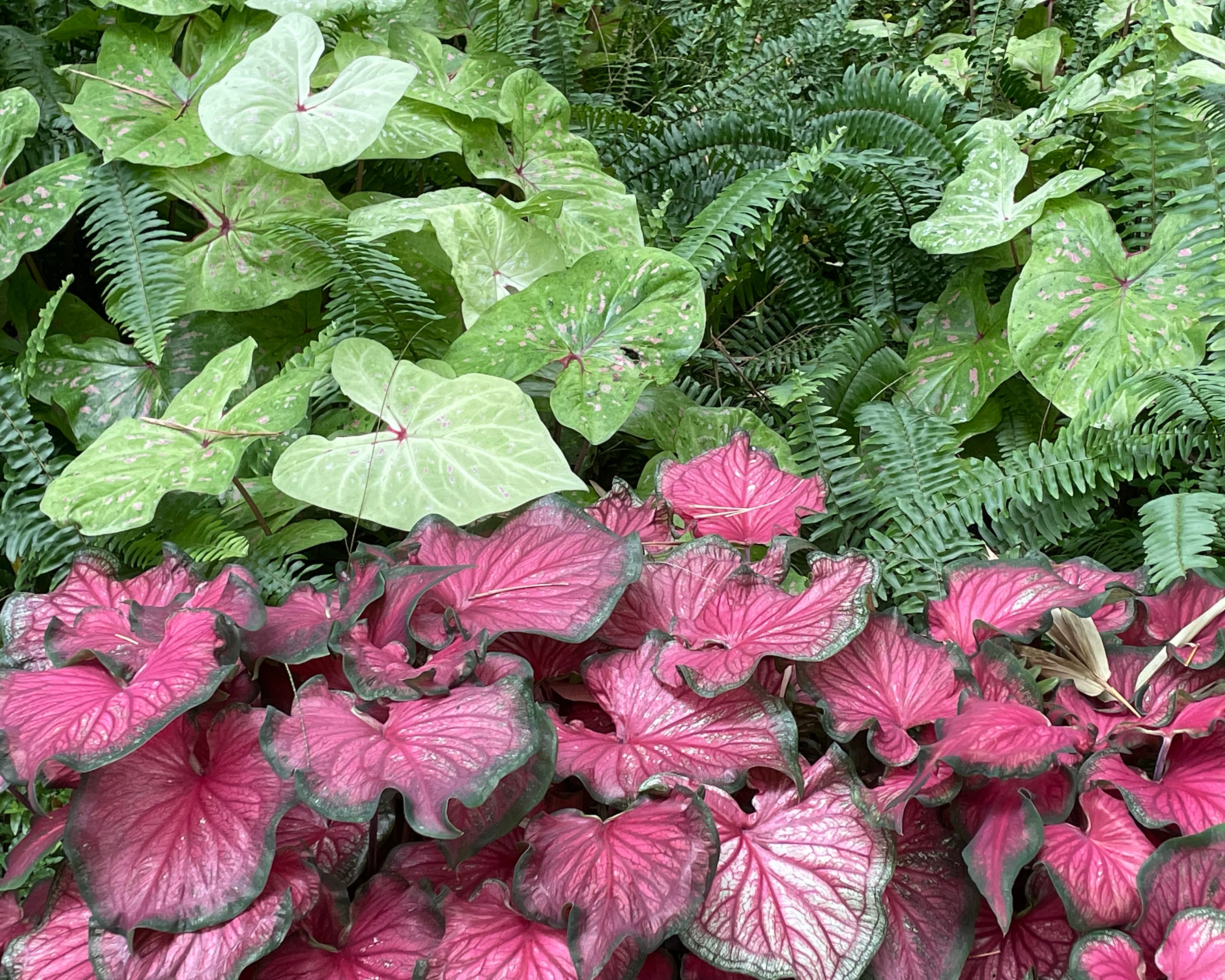 Caladium 'Limelite' - Image 4