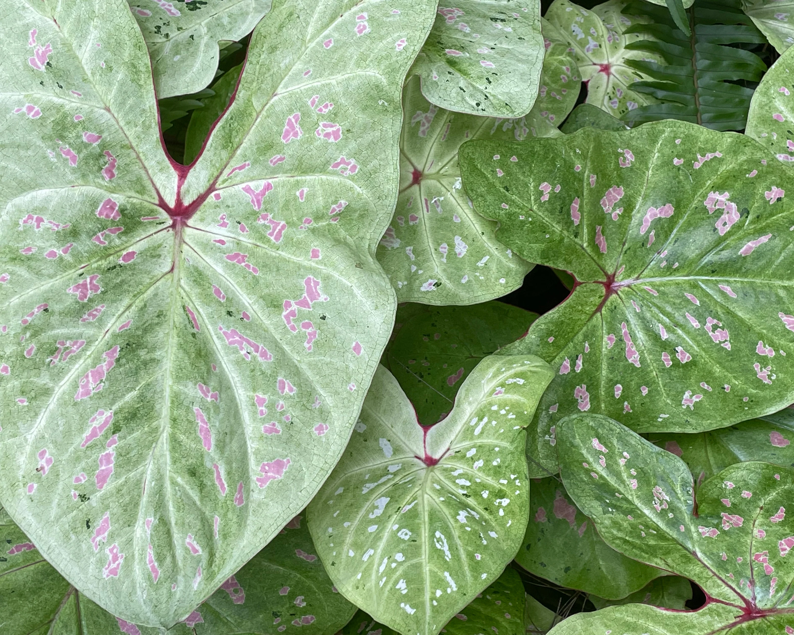 Caladium 'Limelite' - Image 5