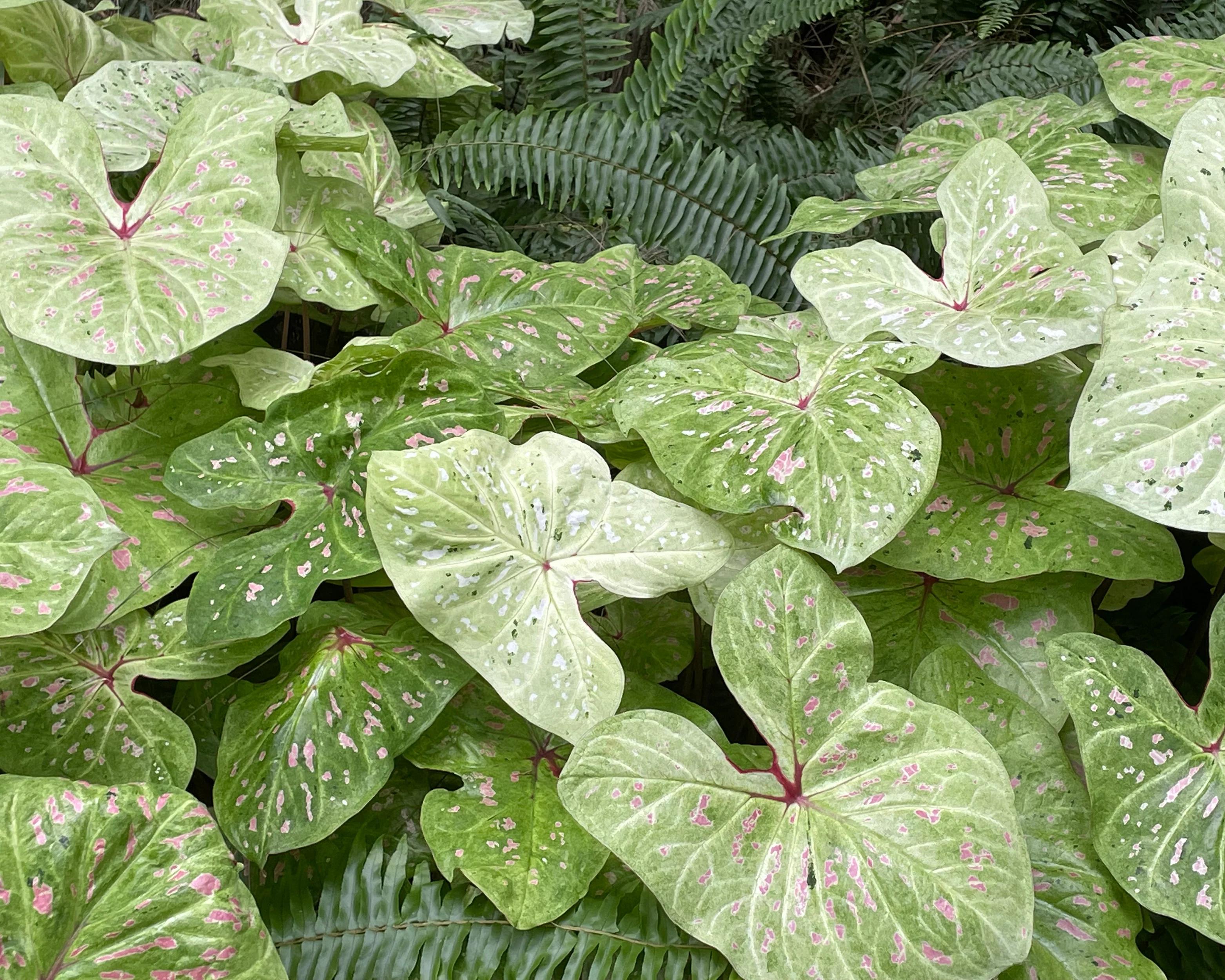 Caladium 'Limelite' - Image 6