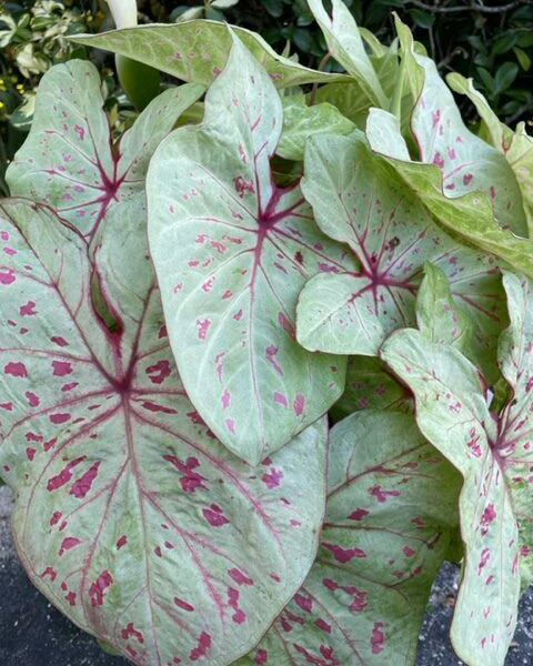Caladium 'Limelite' - Image 7