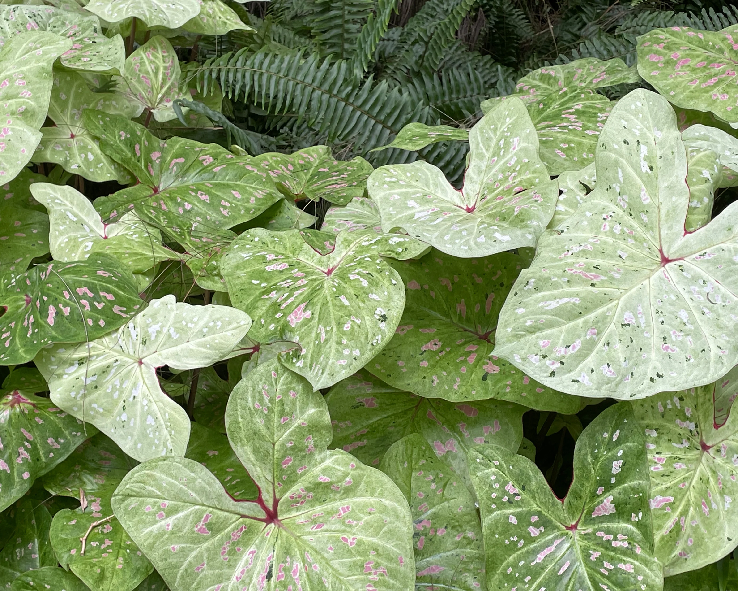 Caladium 'Limelite' - Image 8