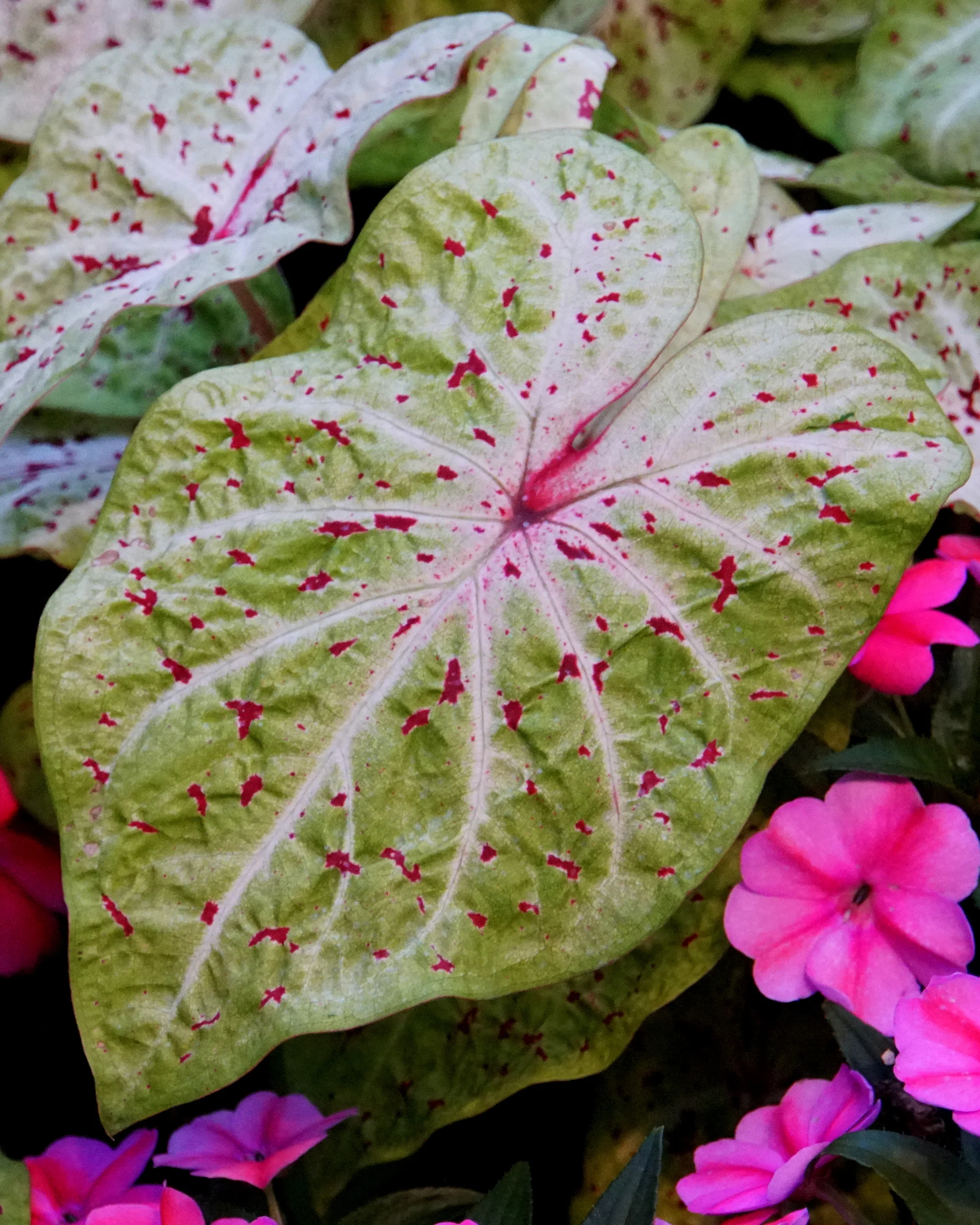 Caladium 'Miss Muffet' - Image 2