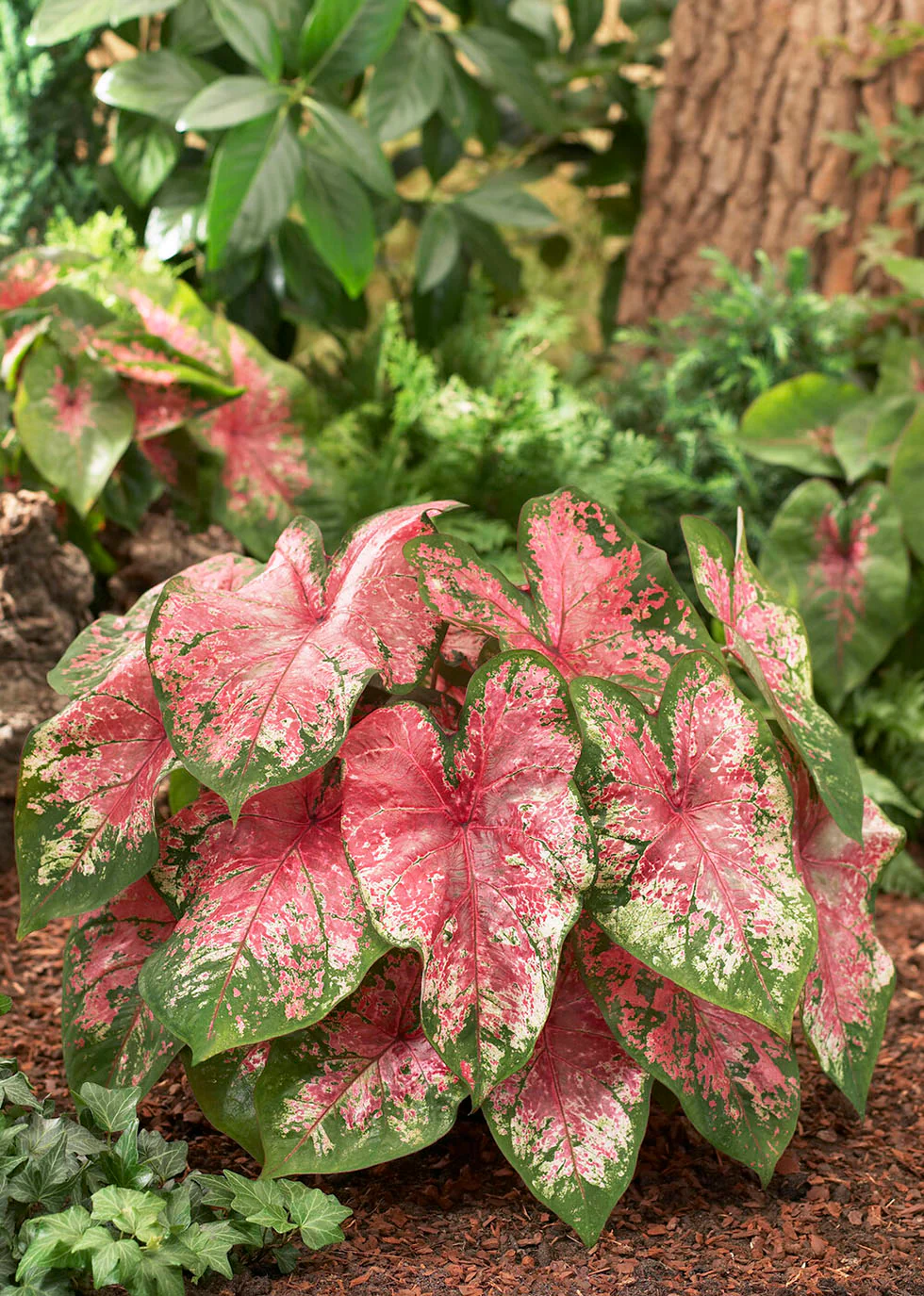Caladium 'Pink Beauty' - Image 3