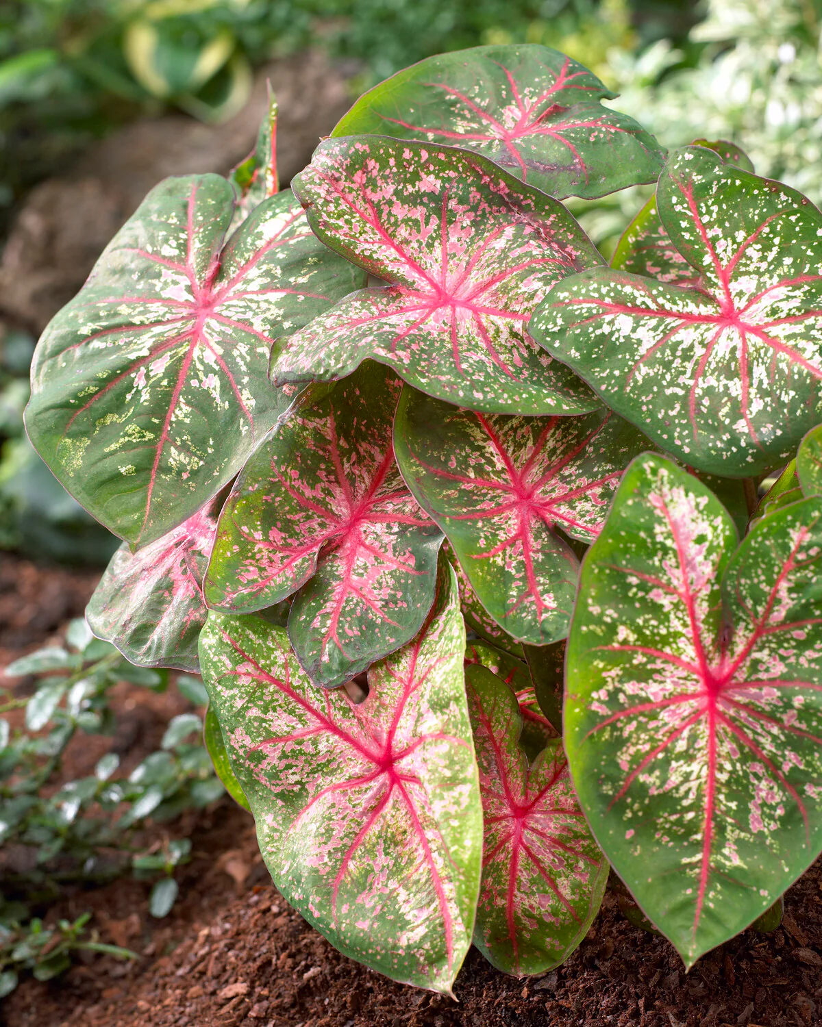 Caladium 'Pink Beauty' - Image 4