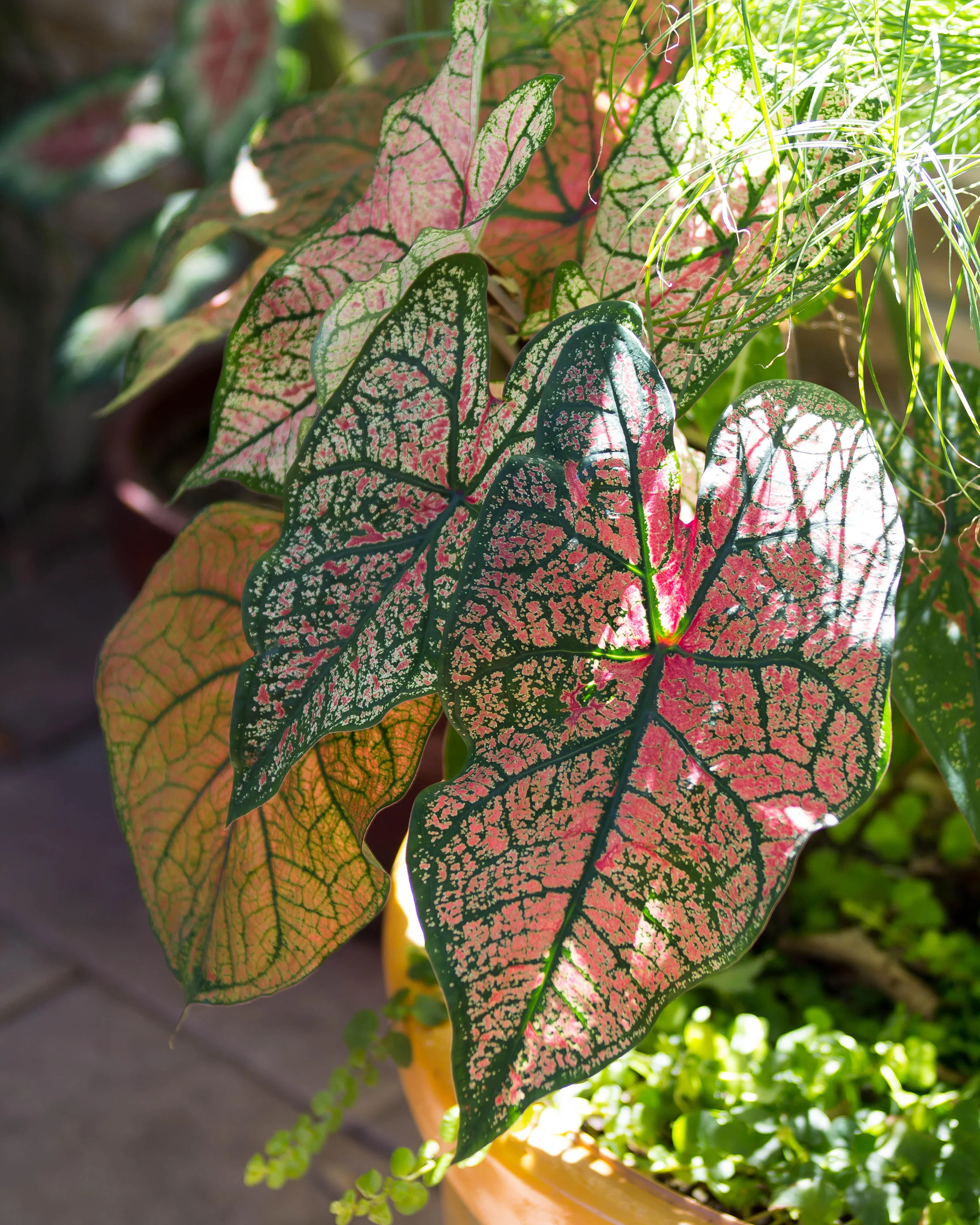 Caladium 'Pink Beauty' - Image 6