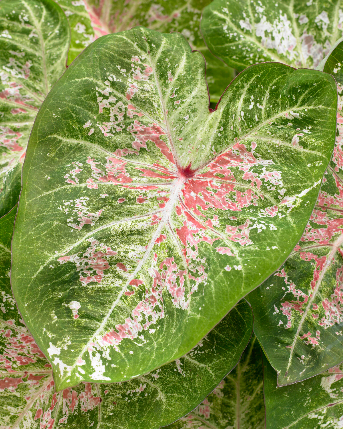 Caladium 'Pink Cloud' - Image 2