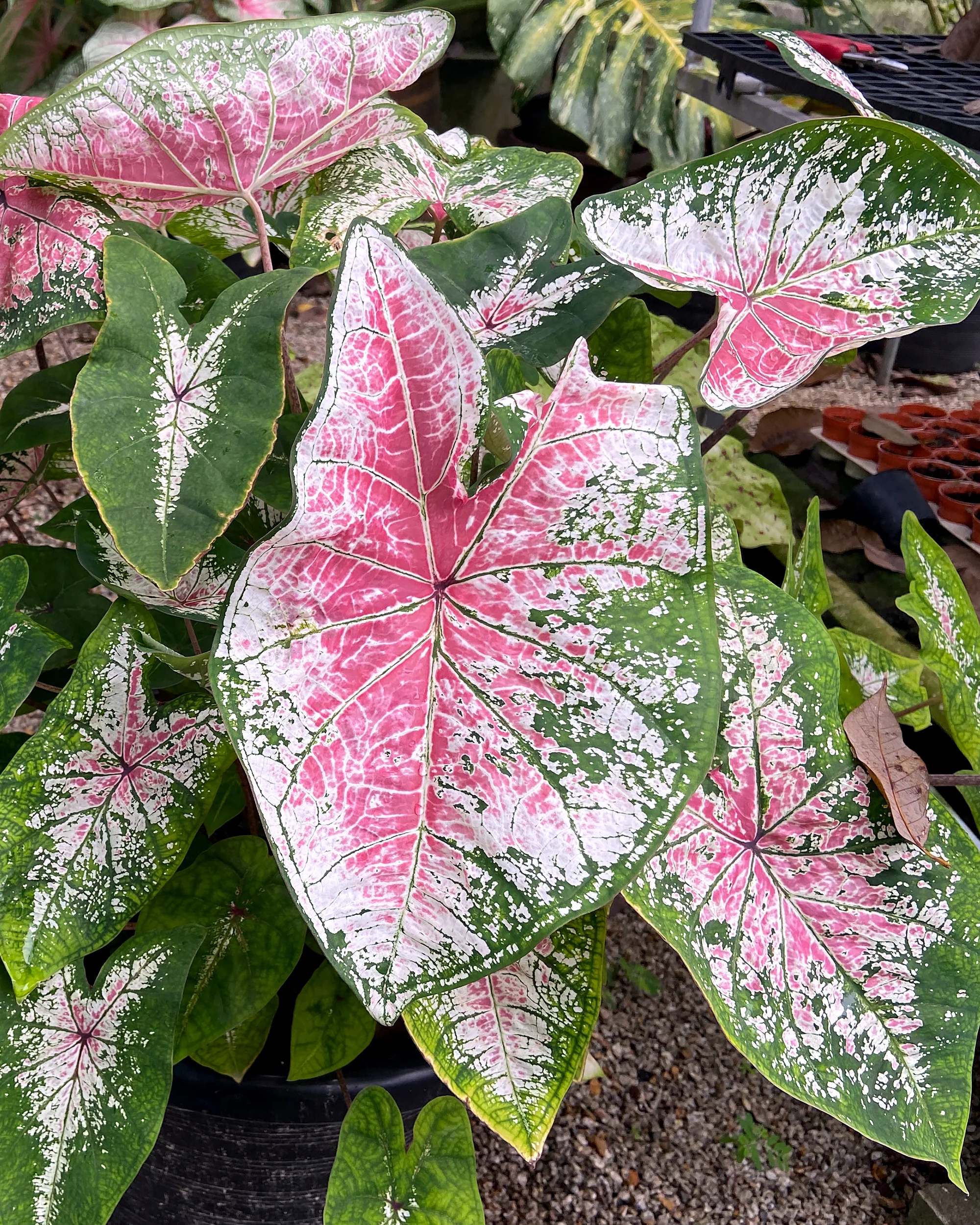 Caladium 'Pink Cloud' - Image 3