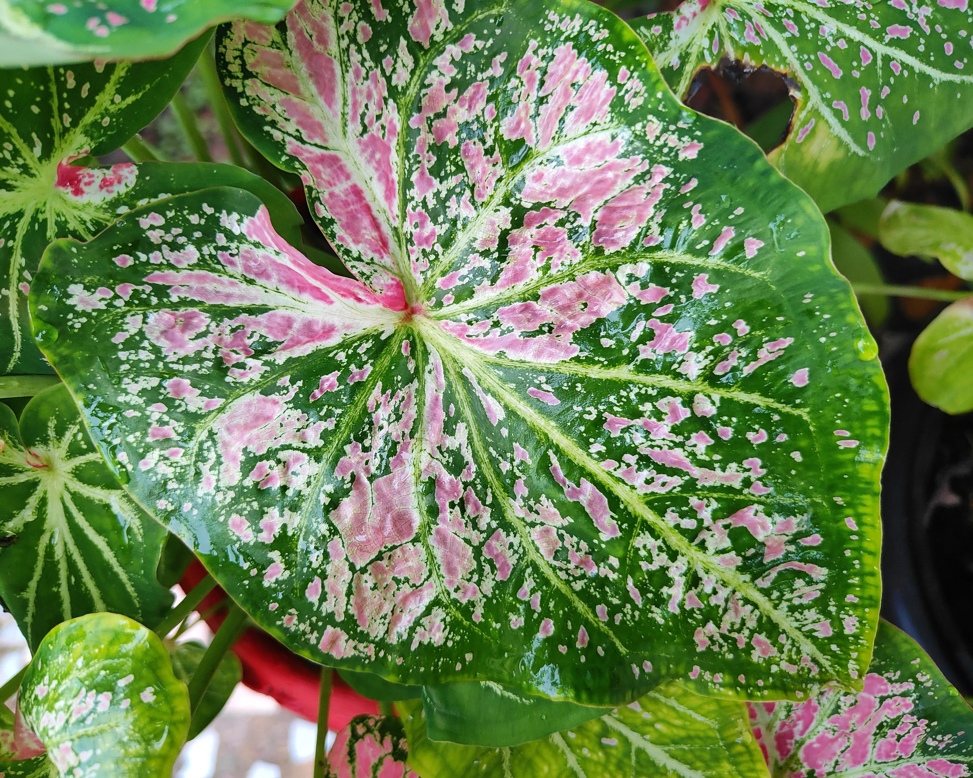 Caladium 'Pink Cloud' - Image 4