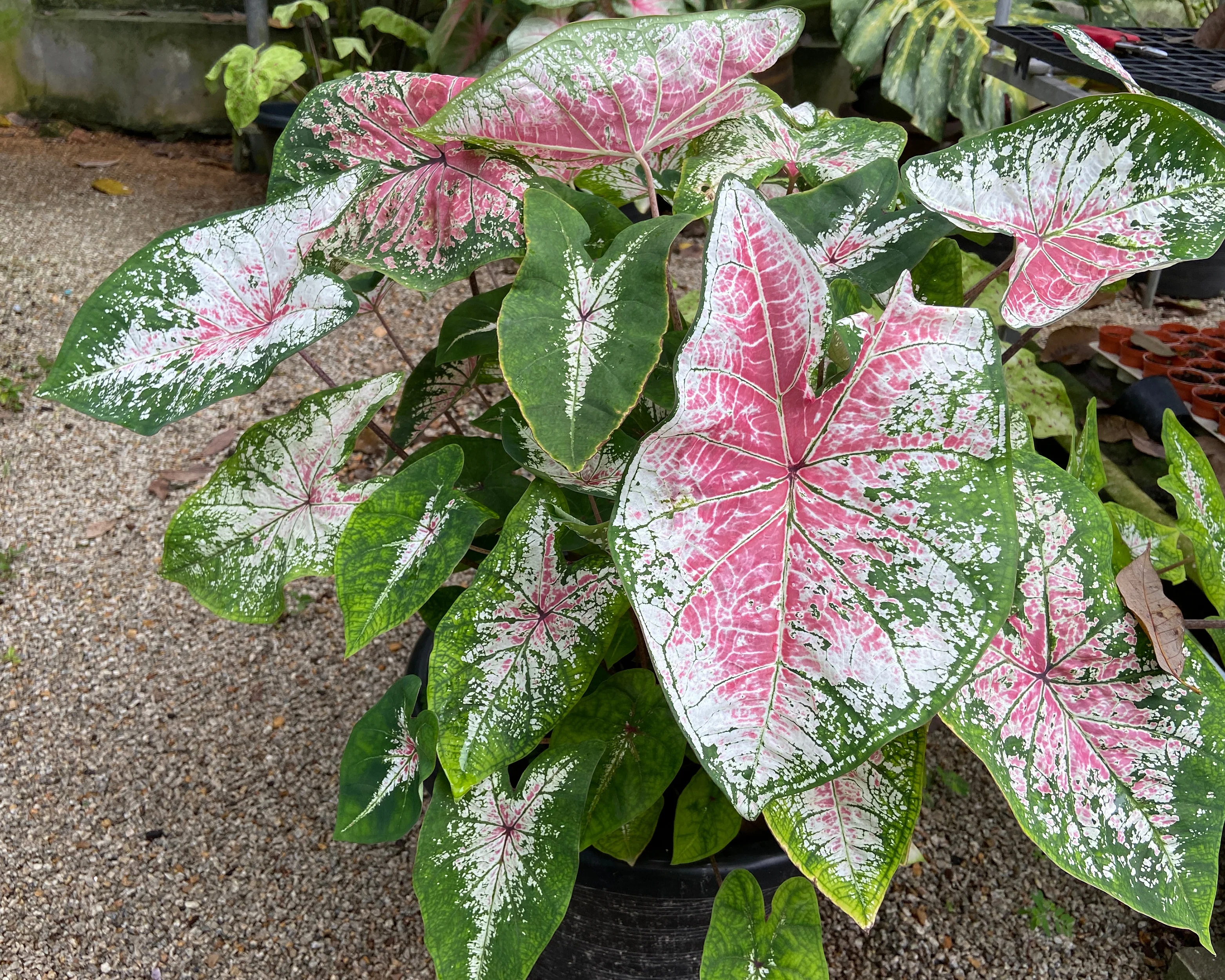Caladium 'Pink Cloud' - Image 5