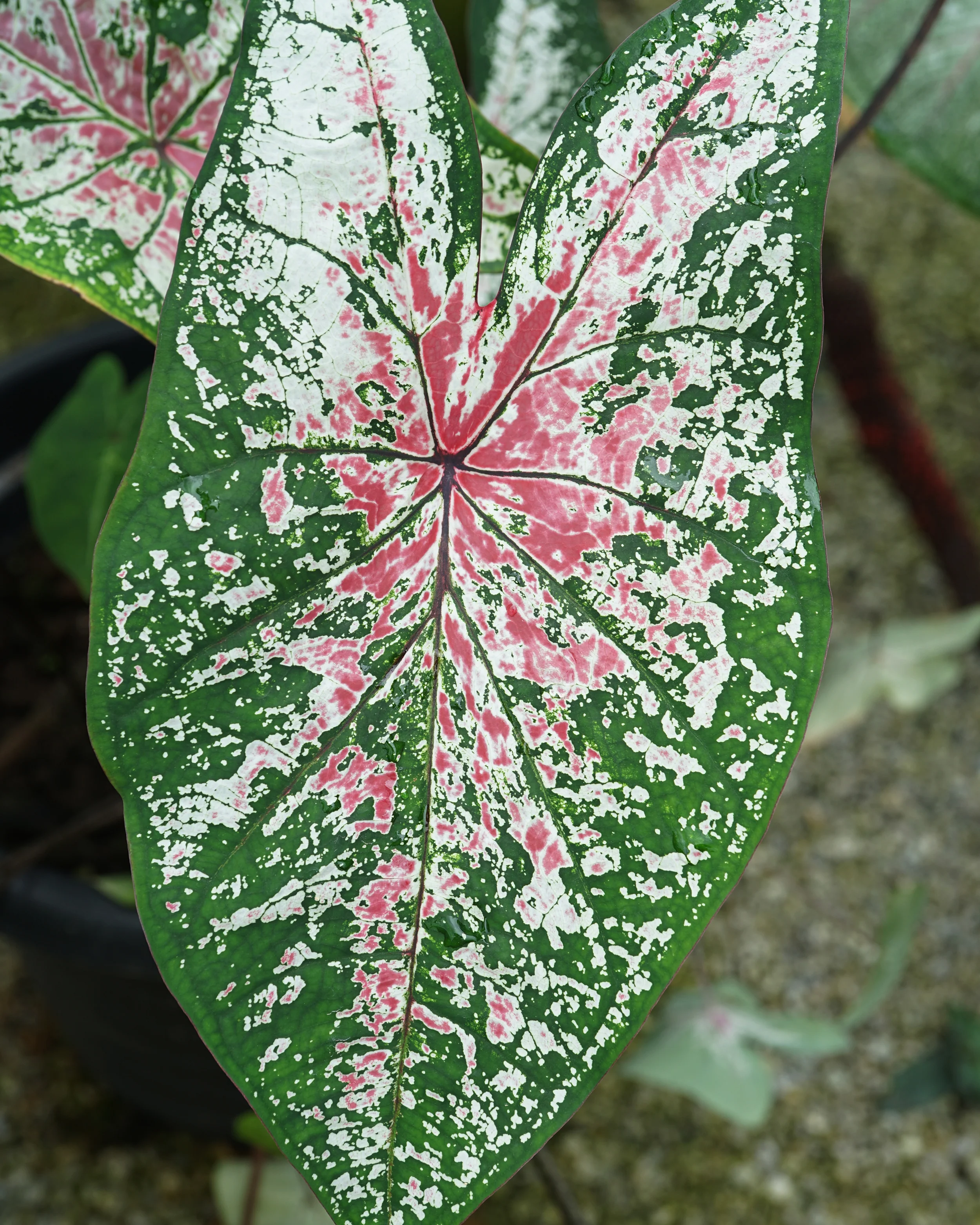 Caladium 'Pink Cloud' - Image 6